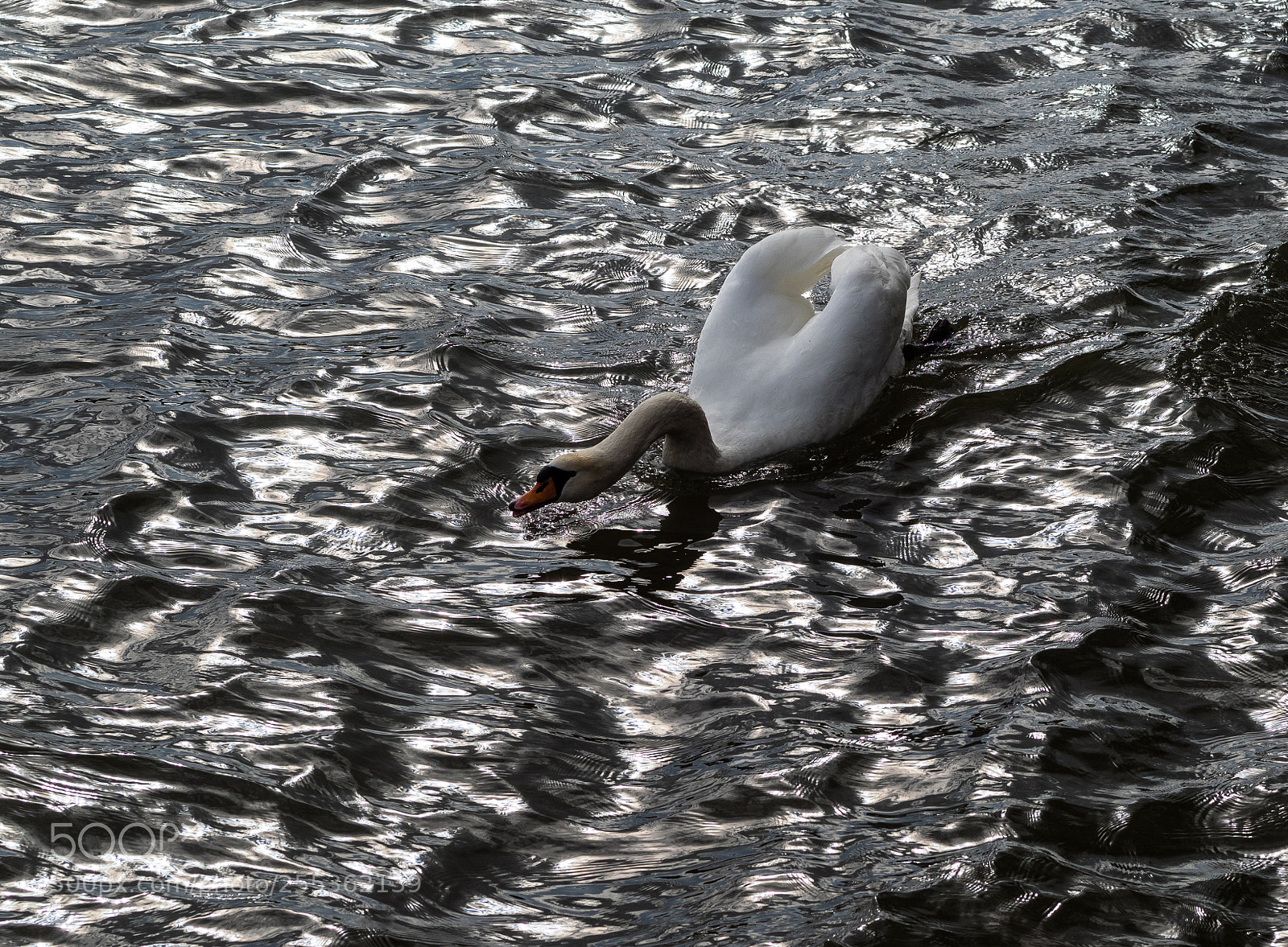 Olympus OM-D E-M1 sample photo. Swan 2 photography