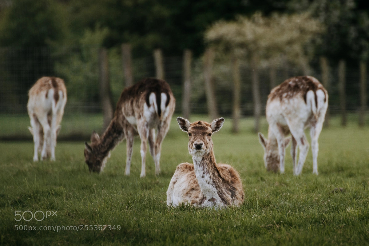 Canon EOS 600D (Rebel EOS T3i / EOS Kiss X5) sample photo. Deer photography