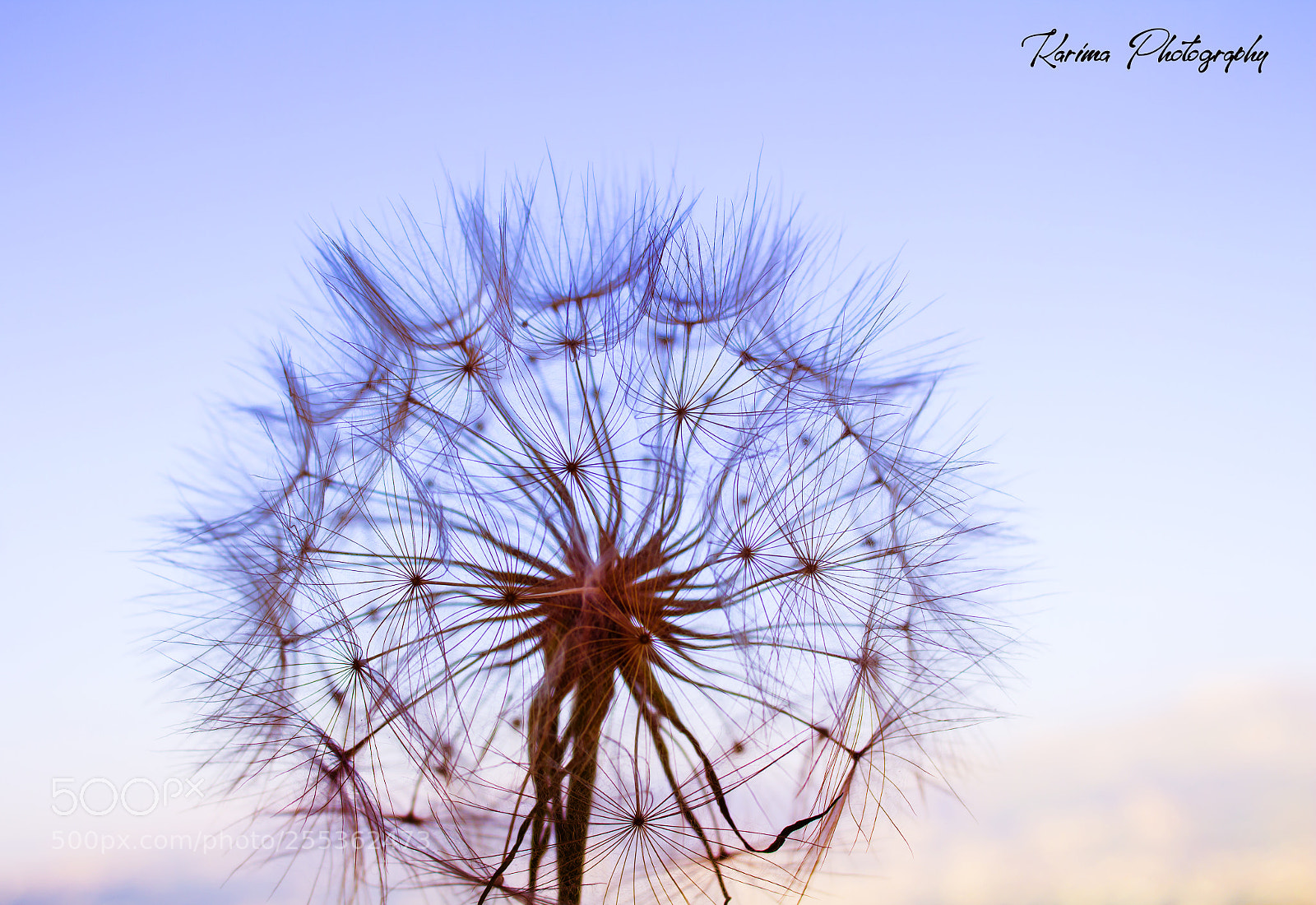 Canon EOS 700D (EOS Rebel T5i / EOS Kiss X7i) sample photo. Life photography