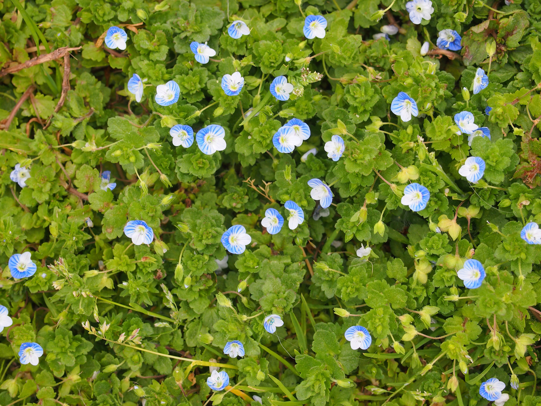 Olympus PEN E-P3 sample photo. Myosotis (non ti scordar di me) photography
