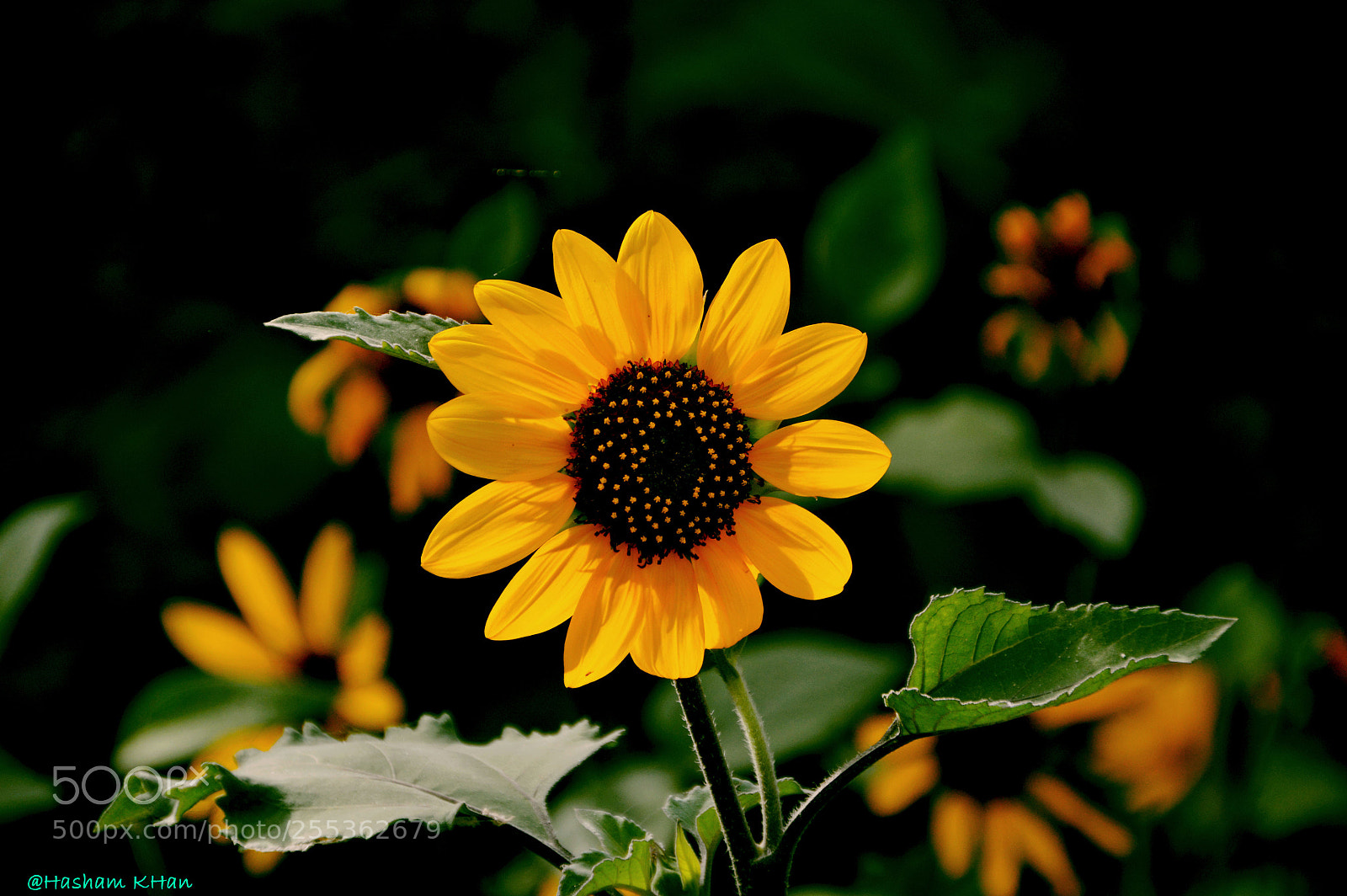 Nikon D3200 sample photo. Untitled photography