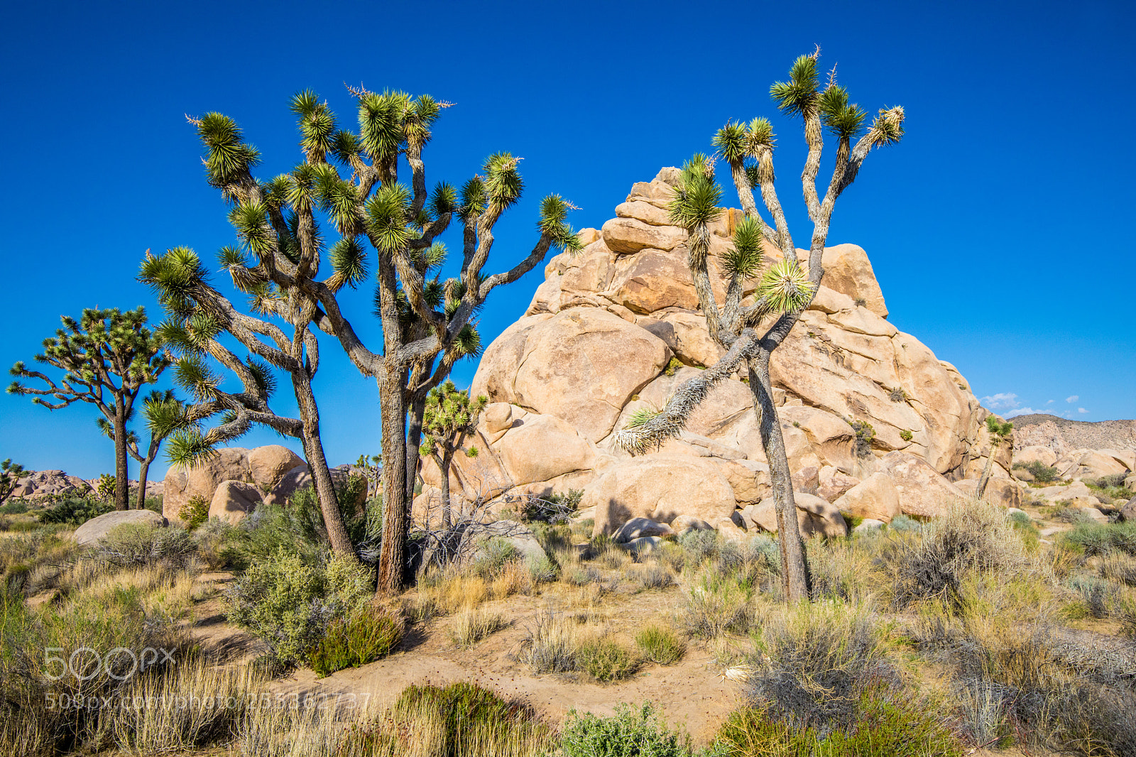 Canon EOS 5D Mark IV sample photo. Joshua tree national park photography