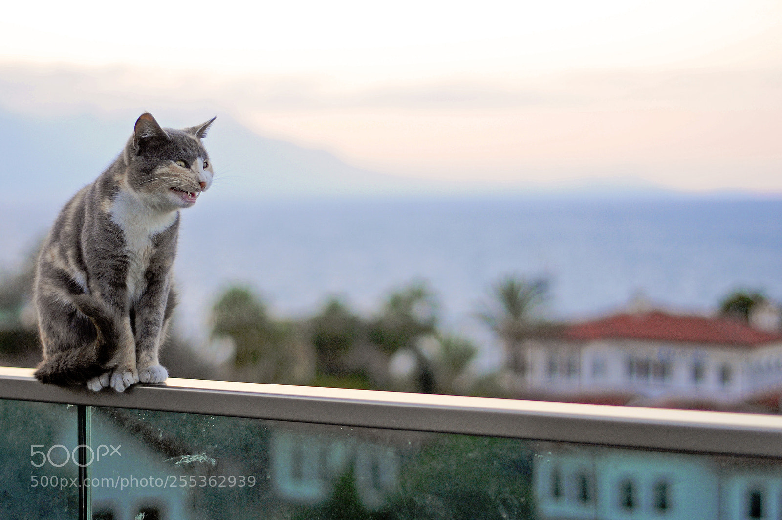 Nikon D300S sample photo. Cat photography