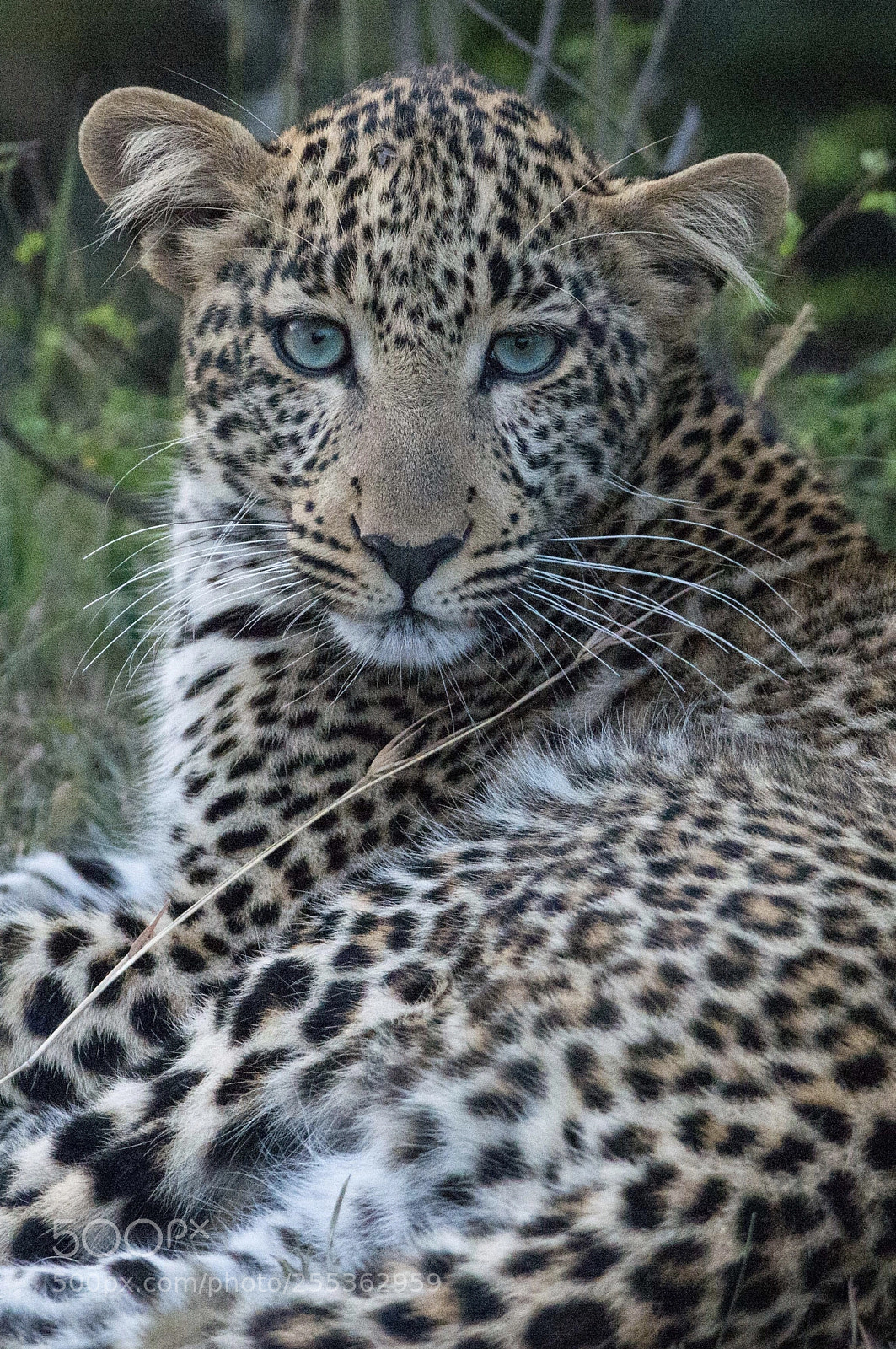 Nikon D800E sample photo. Leopard cub photography