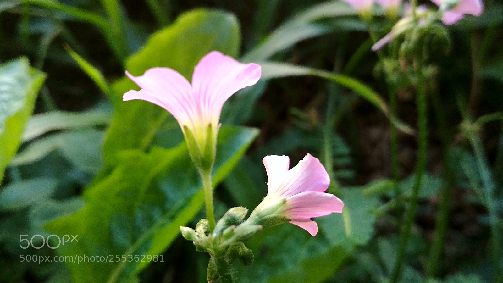 Xiaomi Redmi 4X sample photo. Untitled photography