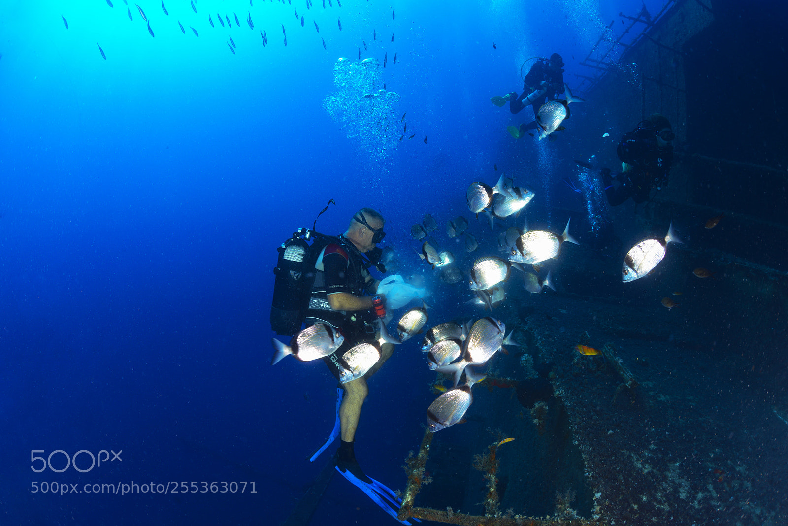 Nikon D800E sample photo. Zenobia marine life photography