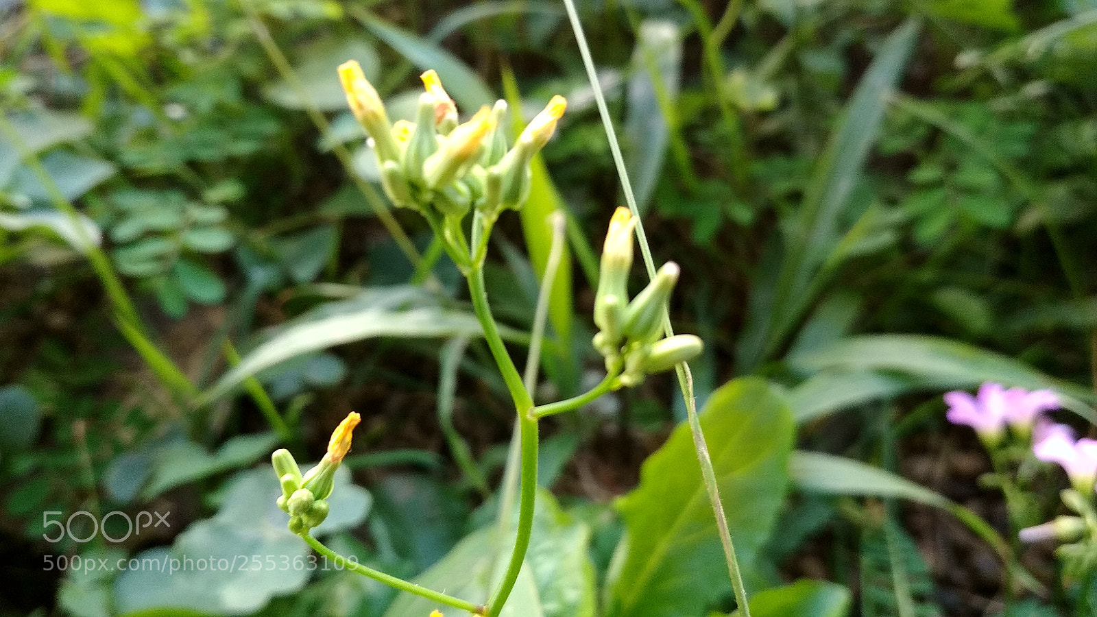 Xiaomi Redmi 4X sample photo. Untitled photography