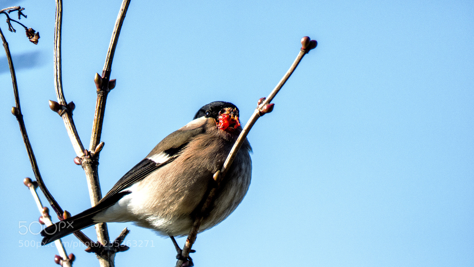 Panasonic DMC-FZ72 sample photo. Bullfinch ♀ photography