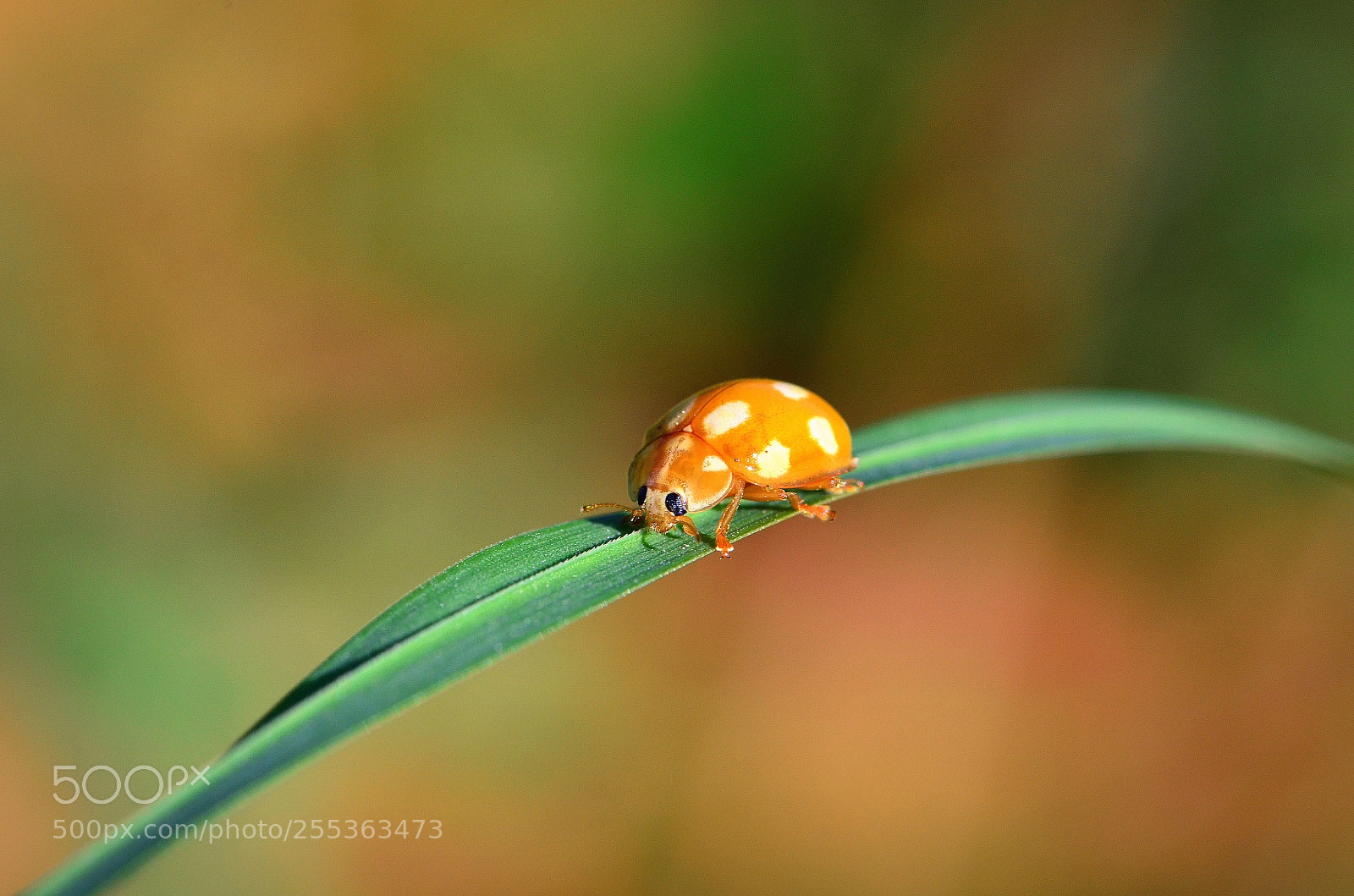 Nikon D5100 sample photo. Orange ladybird photography
