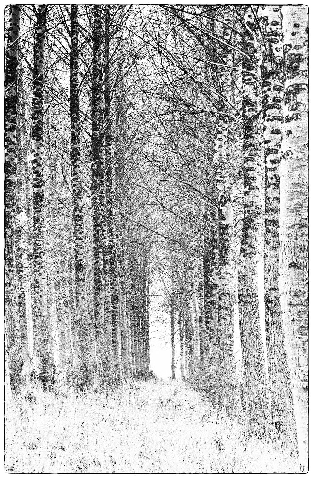 Nikon D600 sample photo. Graphic trees photography
