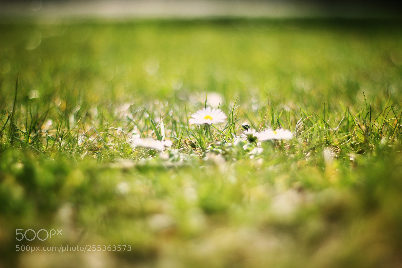 Canon EOS 60D sample photo. The little white of photography