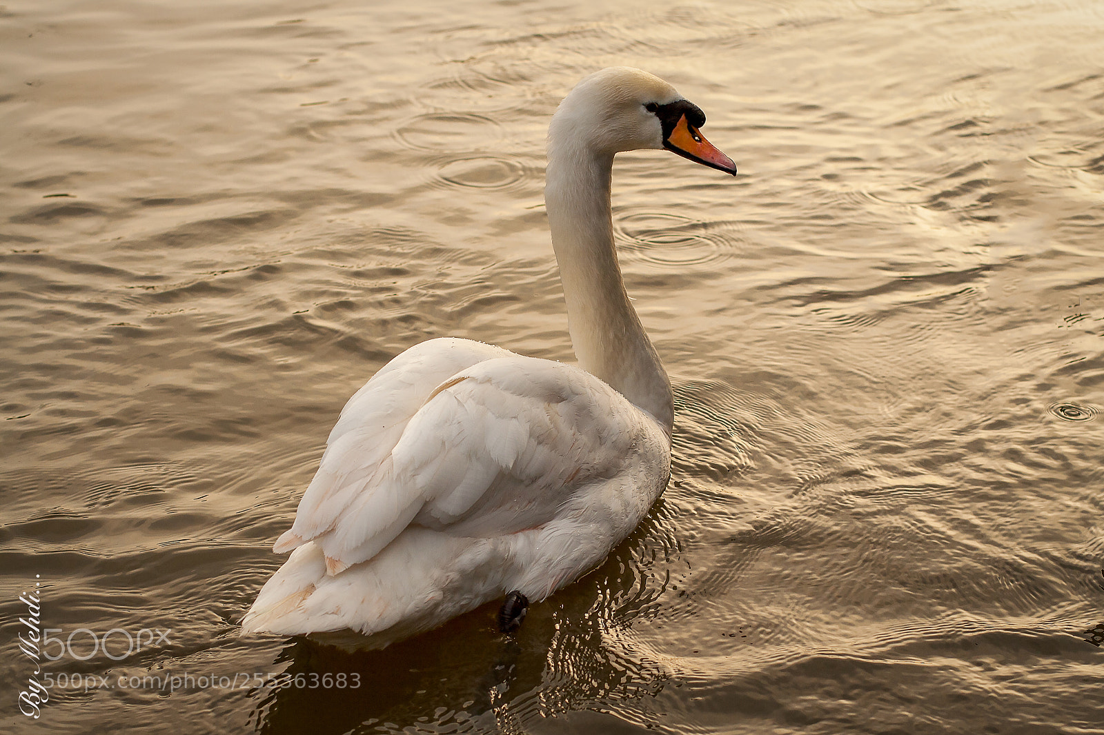 Canon EOS 350D (EOS Digital Rebel XT / EOS Kiss Digital N) sample photo. Beautiful swan photography