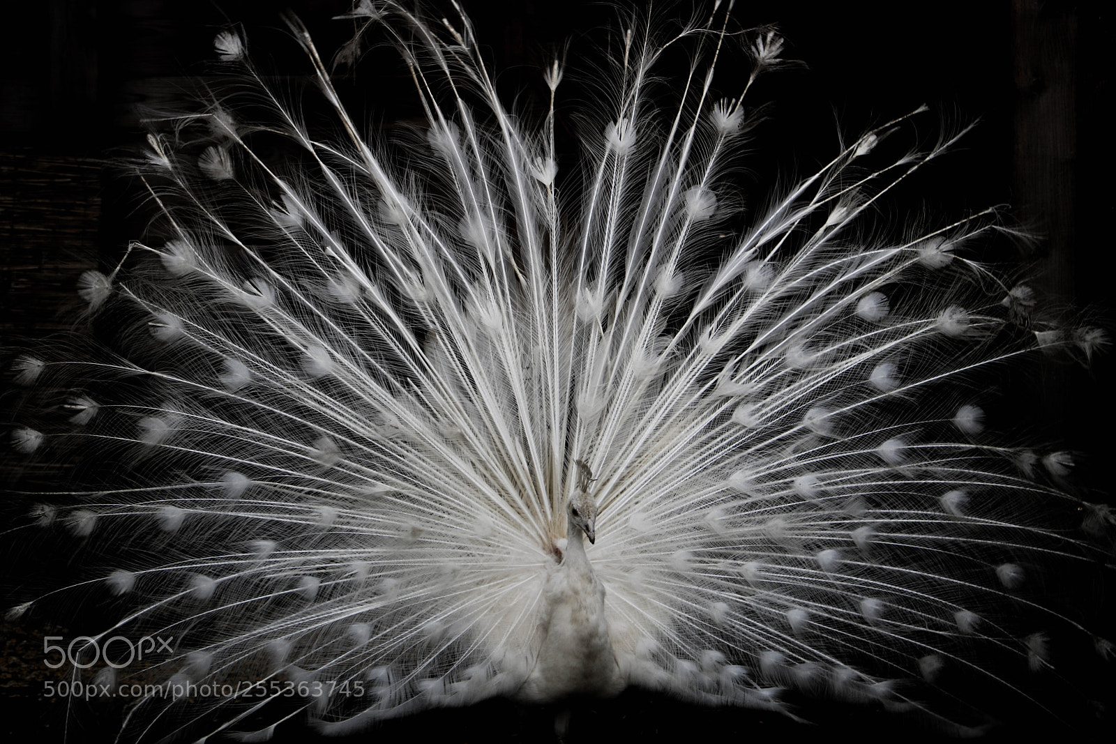 Canon EOS 750D (EOS Rebel T6i / EOS Kiss X8i) sample photo. White peafowl photography