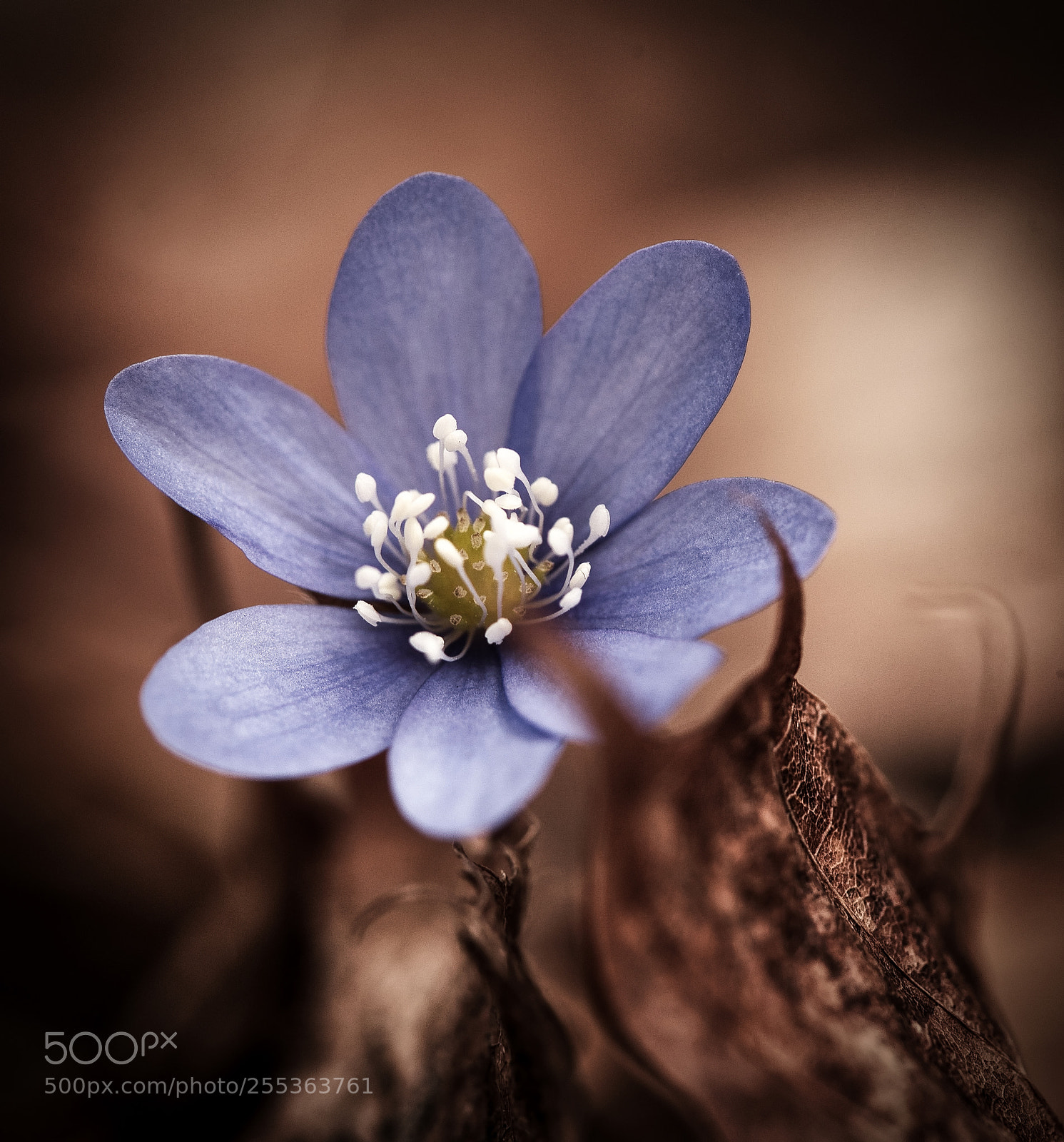 Canon EOS 6D sample photo. Ecce hepatica (bluebell) photography