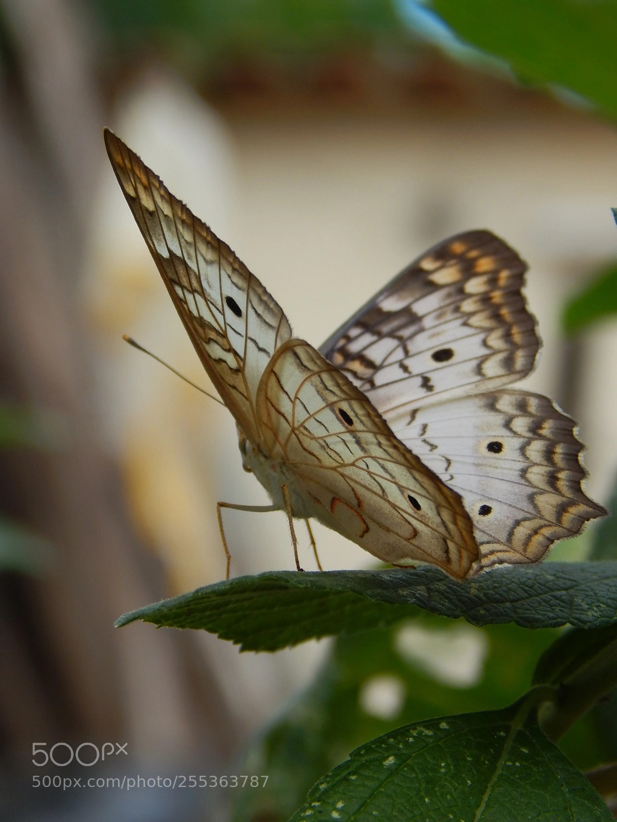 Nikon Coolpix L820 sample photo. Btt2 photography