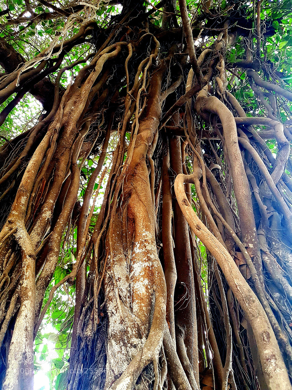Samsung Galaxy S7 sample photo. Wall tree photography