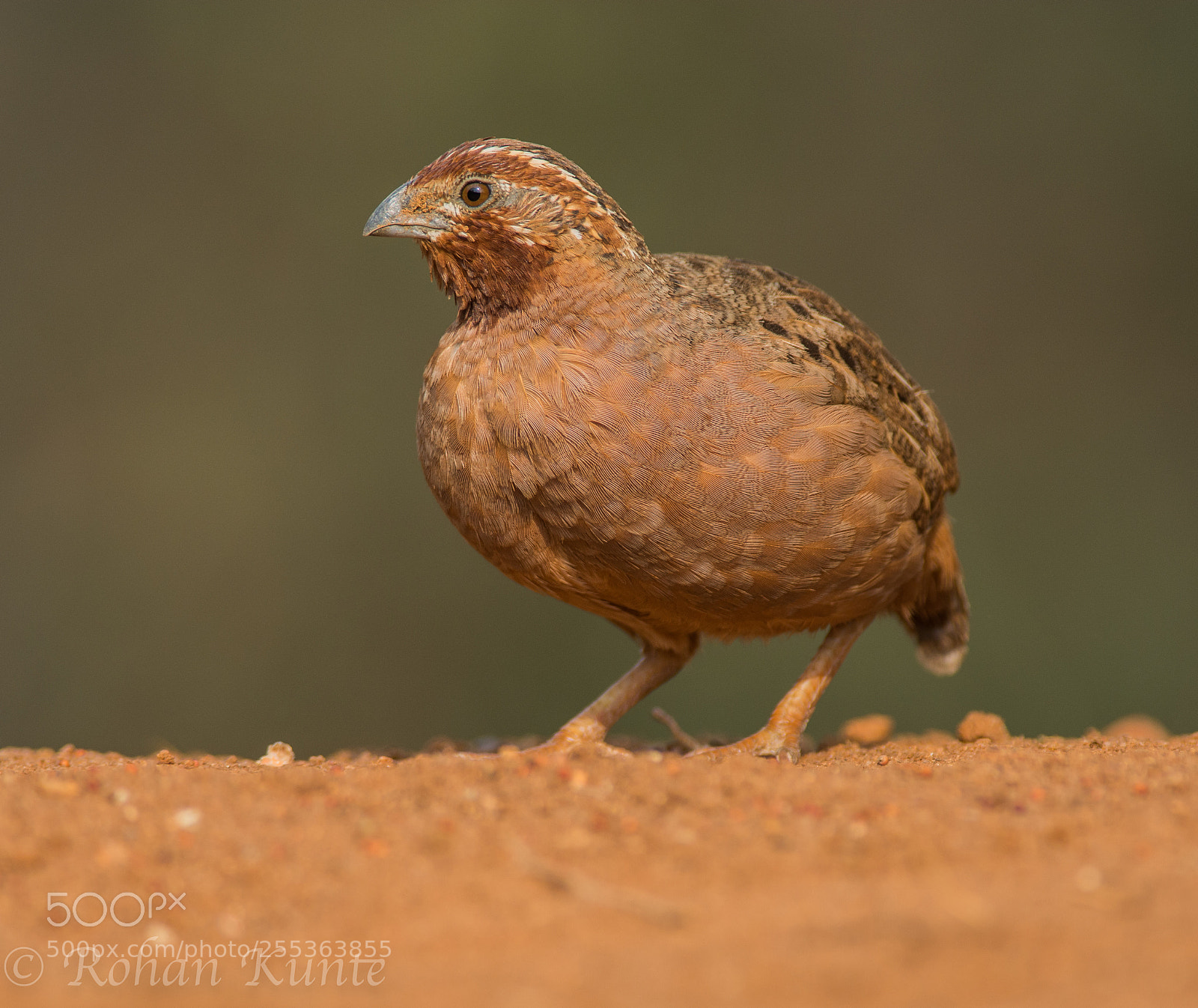 Nikon D7100 sample photo. Jungle bush quail photography