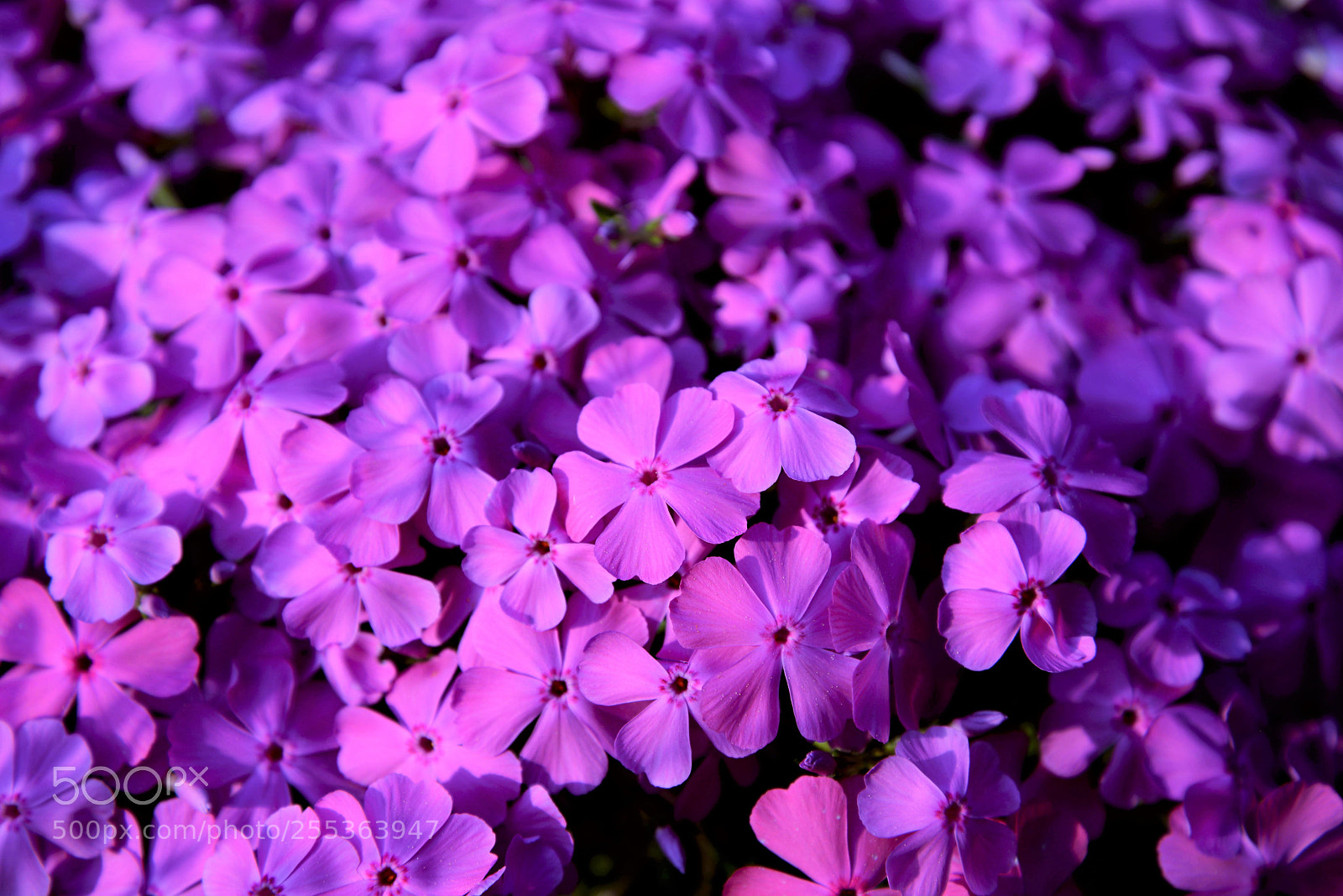 Nikon D600 sample photo. Flowers photography