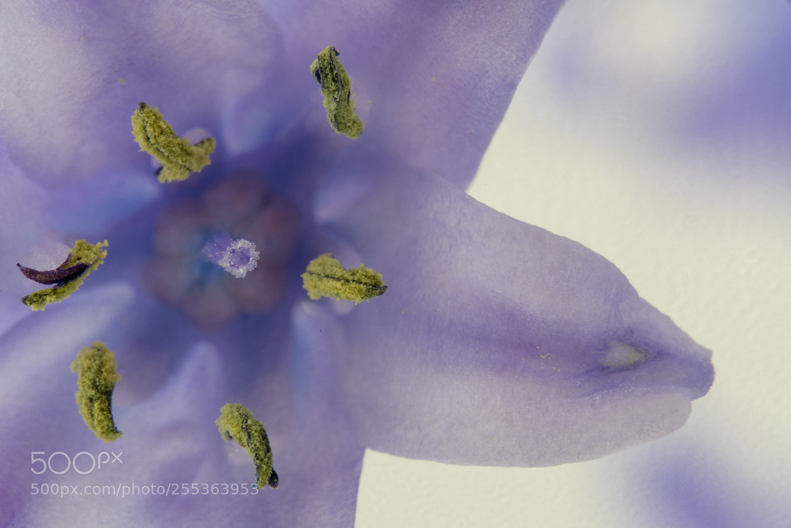 Sony a99 II sample photo. Hallerbos chris deceuninck photography
