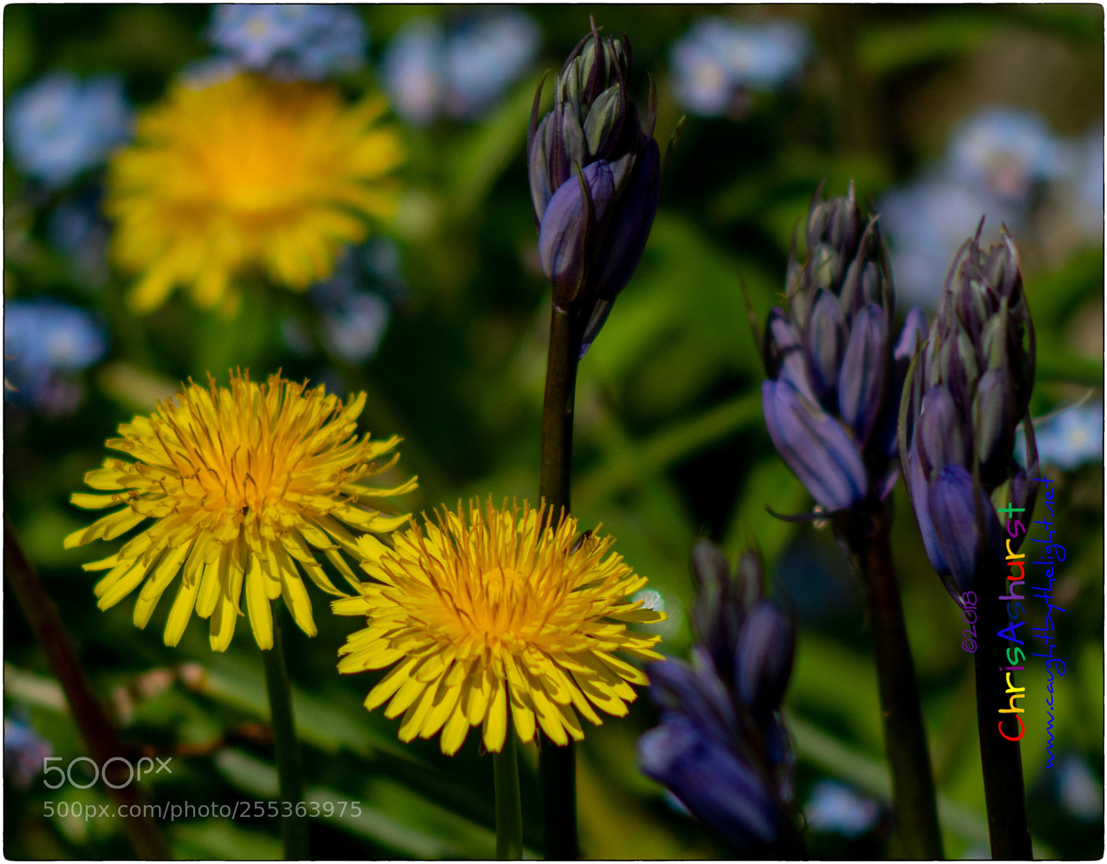 Nikon D7100 sample photo. The joy of spring photography