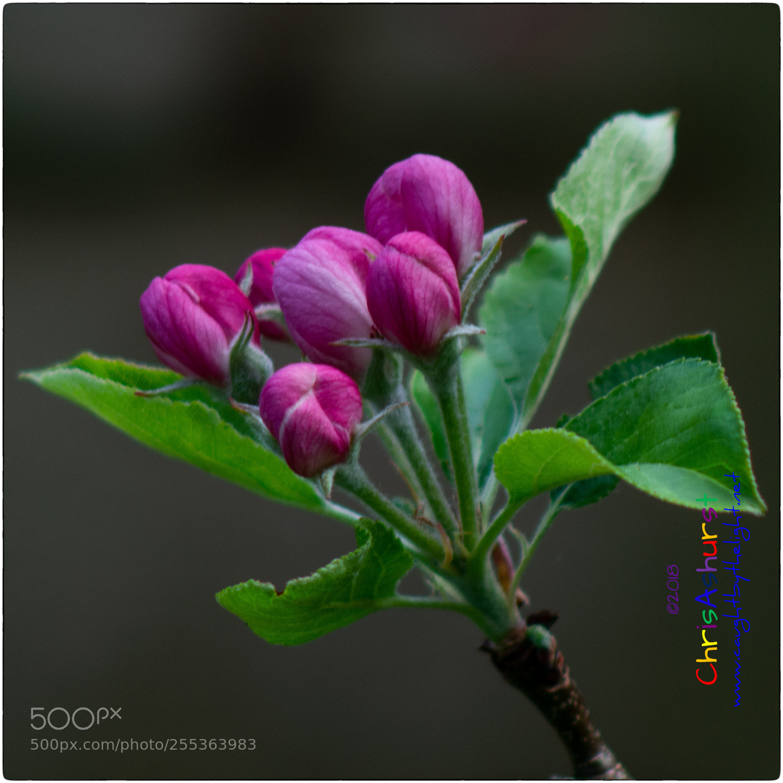Nikon D7100 sample photo. The joy of spring photography