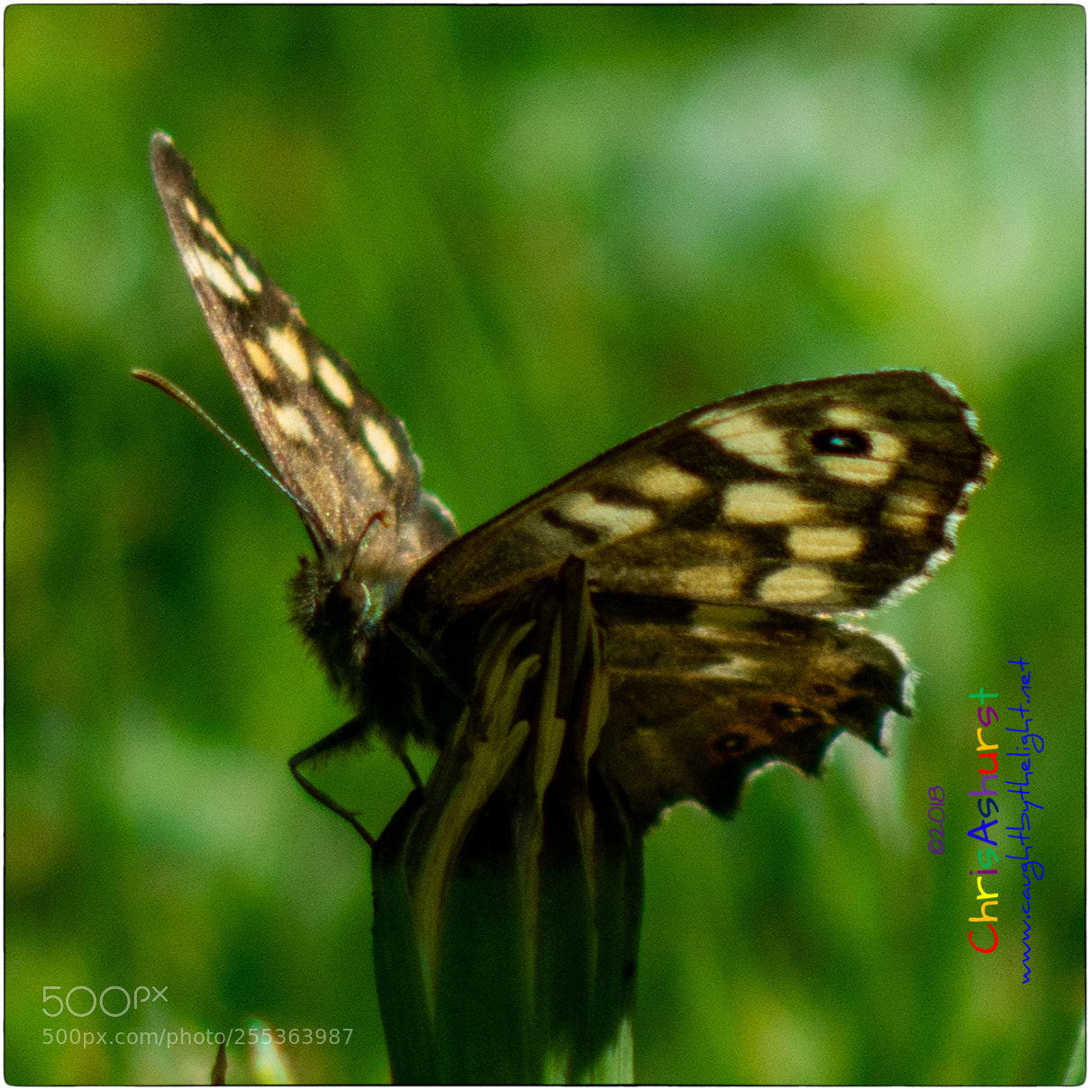 Nikon D7100 sample photo. The joy of spring photography