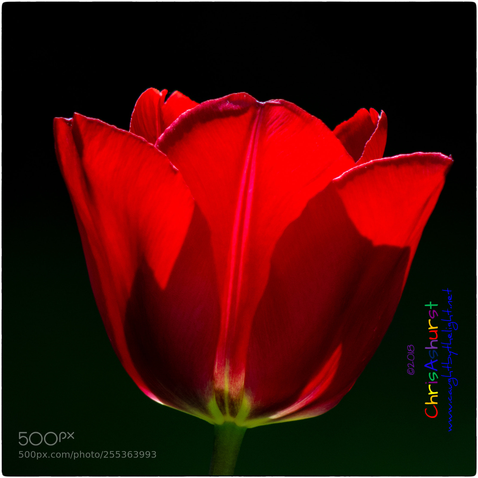 Nikon D7100 sample photo. The joy of spring photography