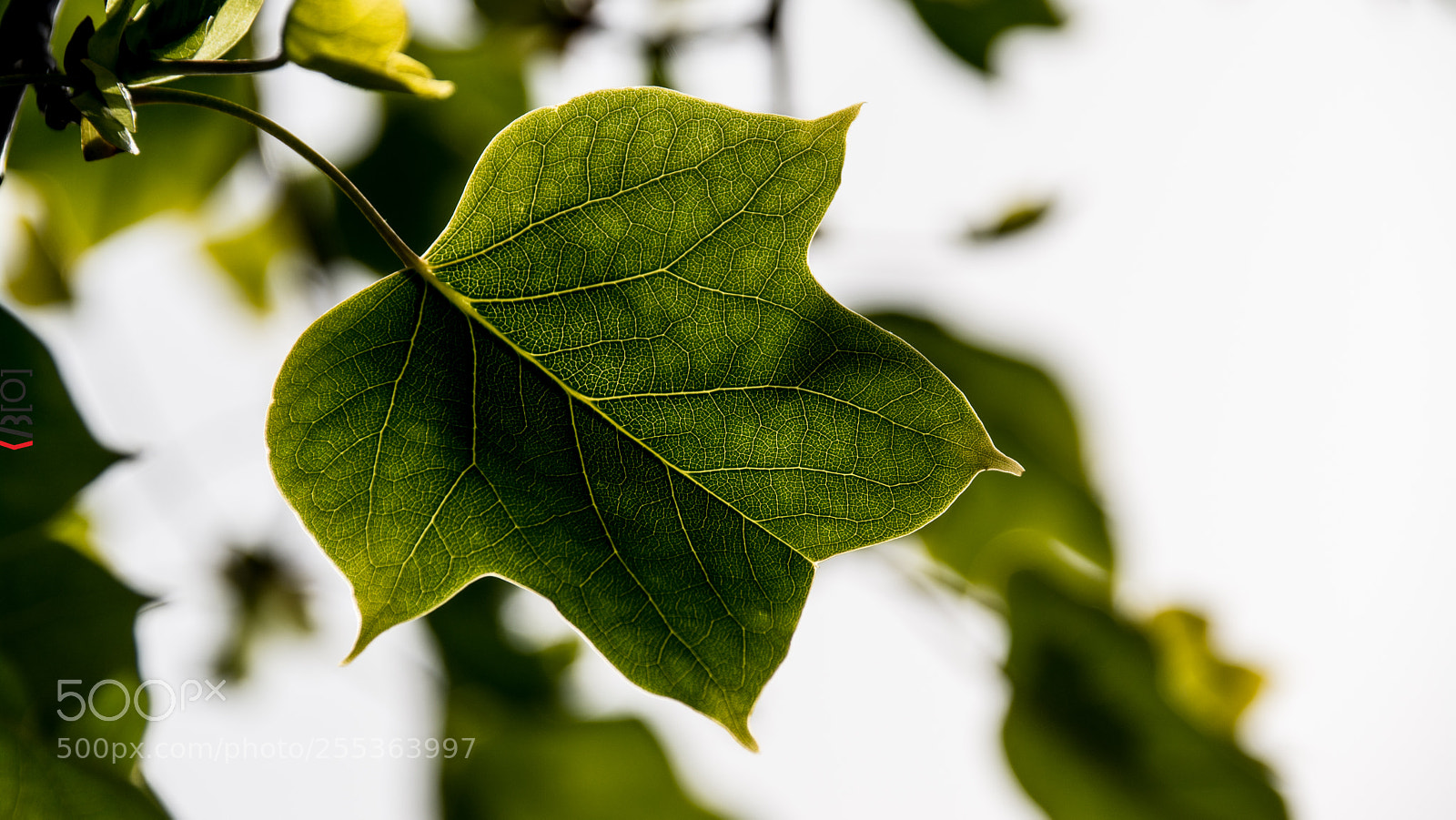 Nikon D7100 sample photo. Donde se junta mi photography