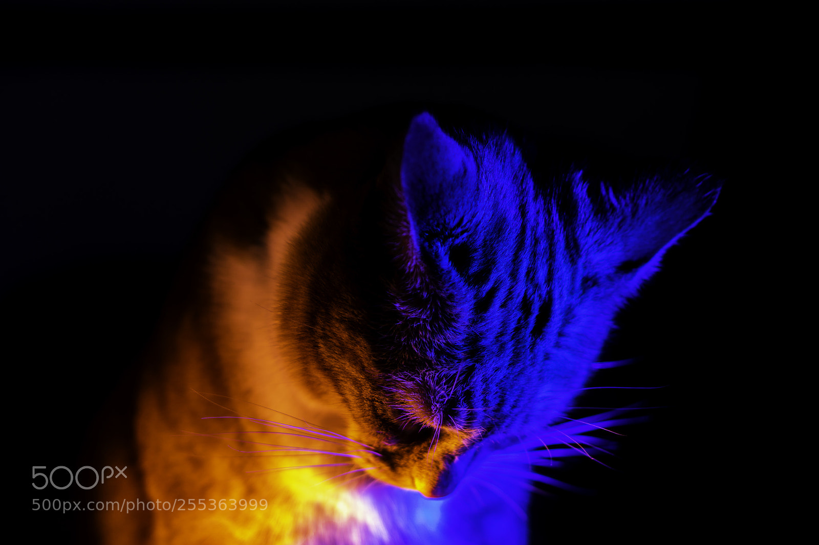 Sony a6000 sample photo. Feline photography
