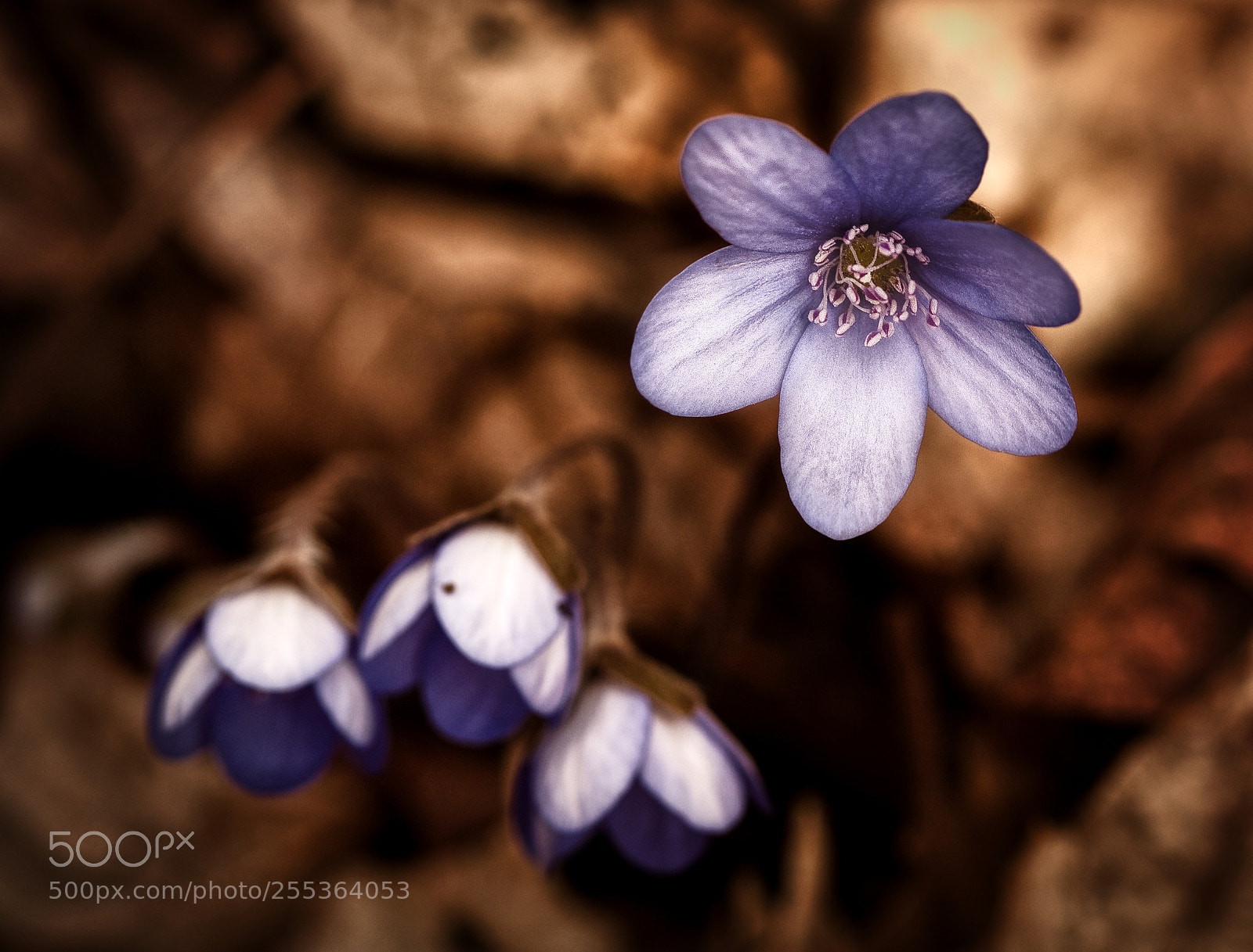Canon EOS 6D sample photo. Ecce hepatica ii (bluebell) photography
