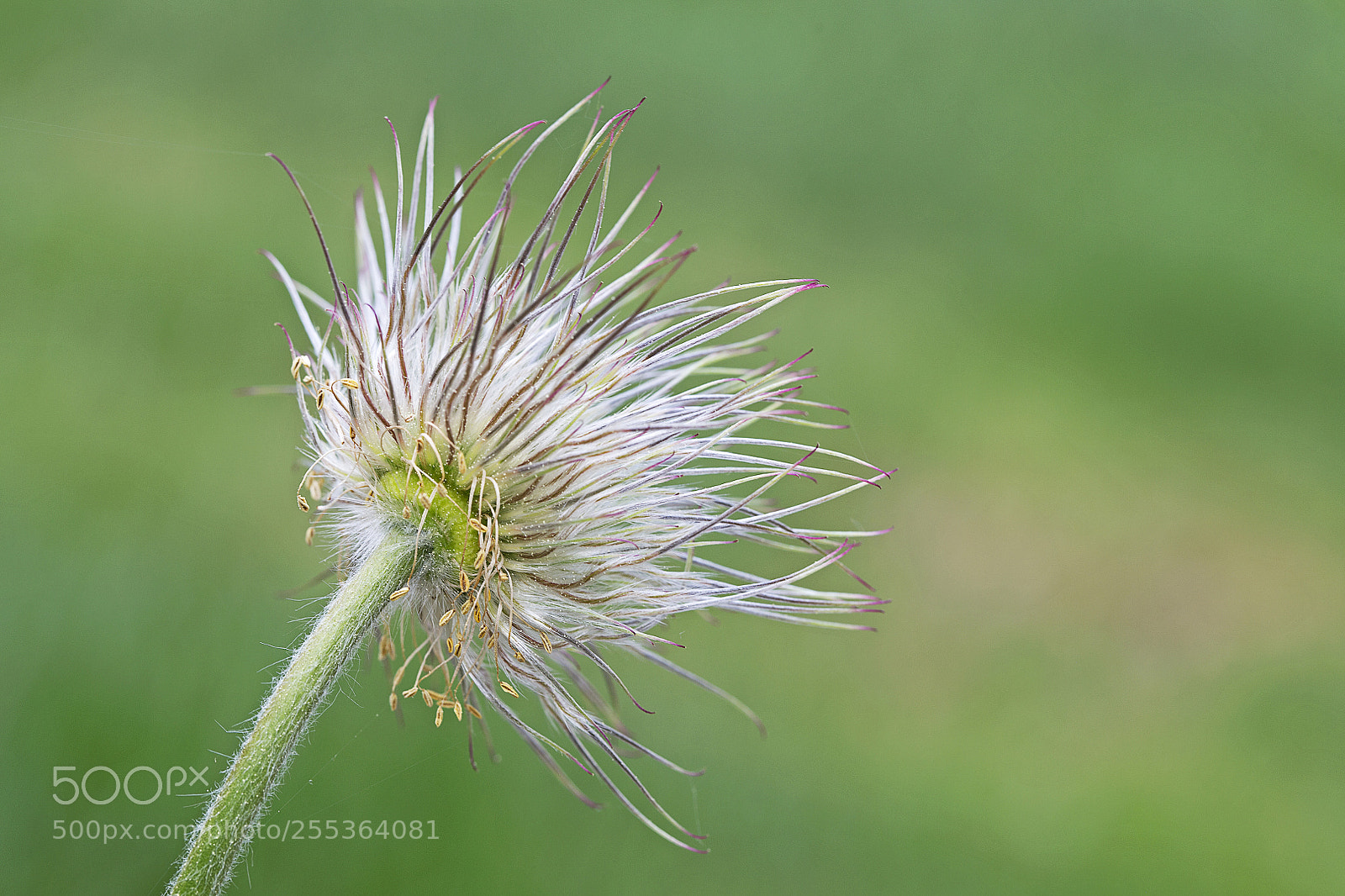 Canon EOS 6D sample photo. Pulsatilla photography