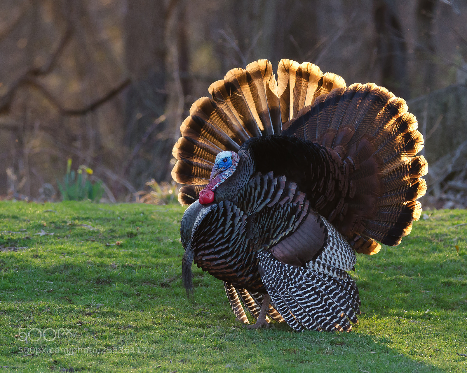 Nikon D7000 sample photo. Turkey transfiguration photography
