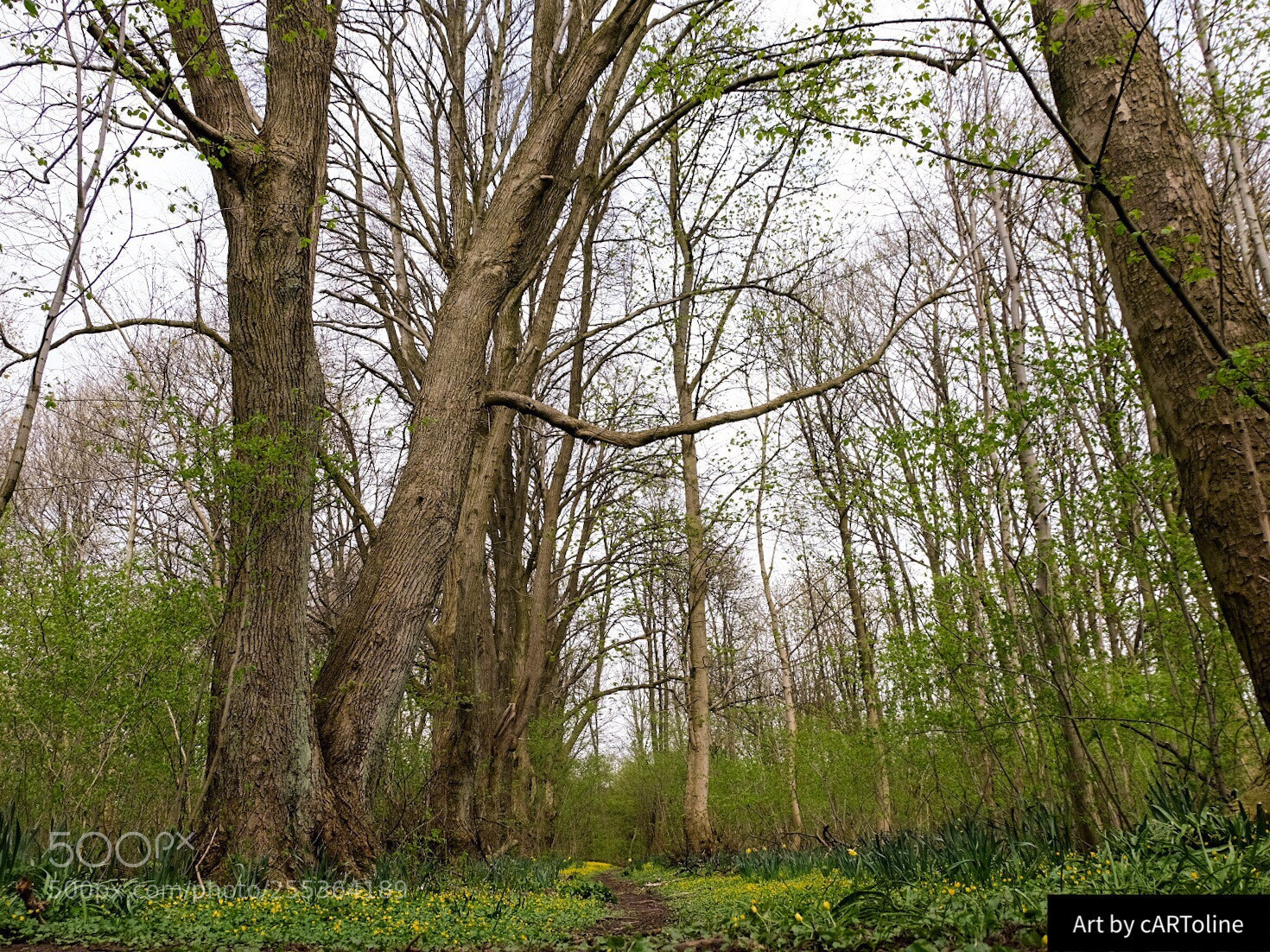 Fujifilm X-T20 sample photo. Amazing path photography