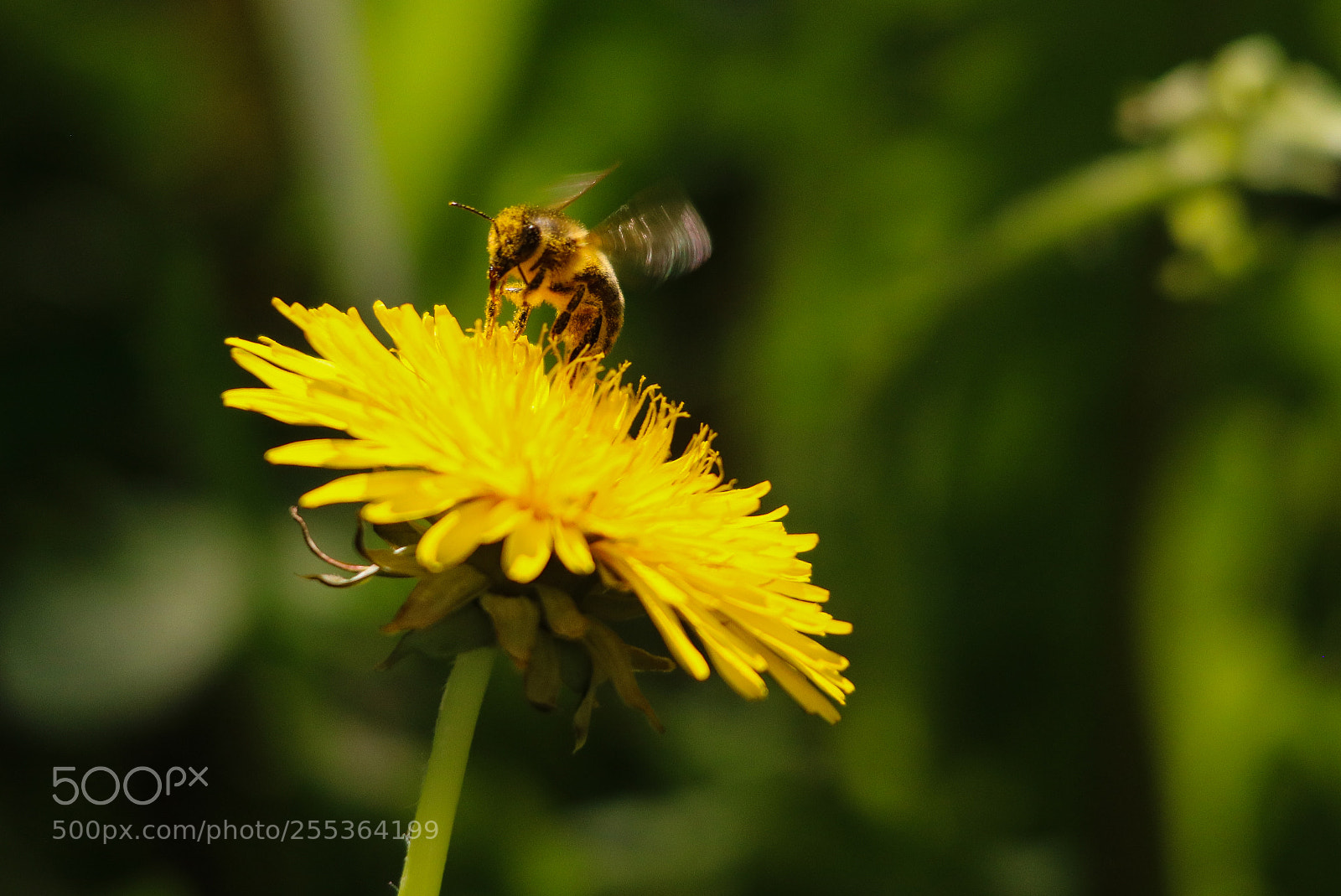 Canon EOS 750D (EOS Rebel T6i / EOS Kiss X8i) sample photo. The pollen bath 4 photography