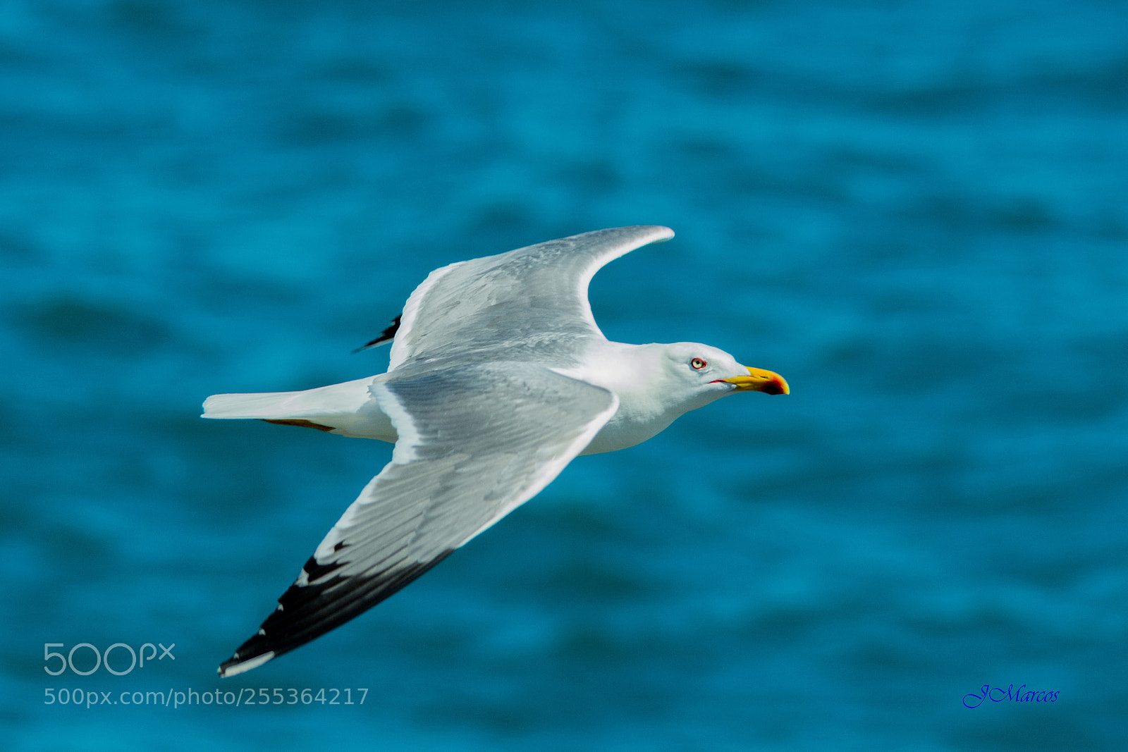 Nikon D7100 sample photo. Yellow-legged gull photography