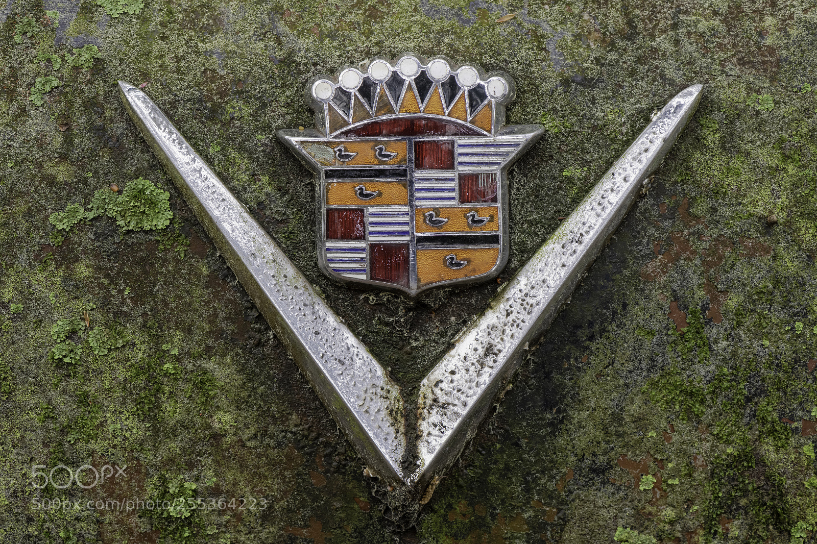 Nikon D850 sample photo. A sign of old... photography