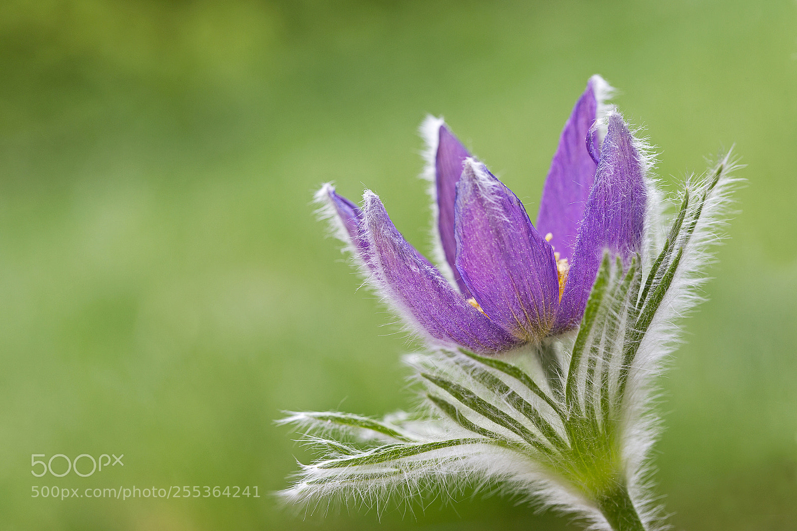 Canon EOS 6D sample photo. Pulsatilla photography