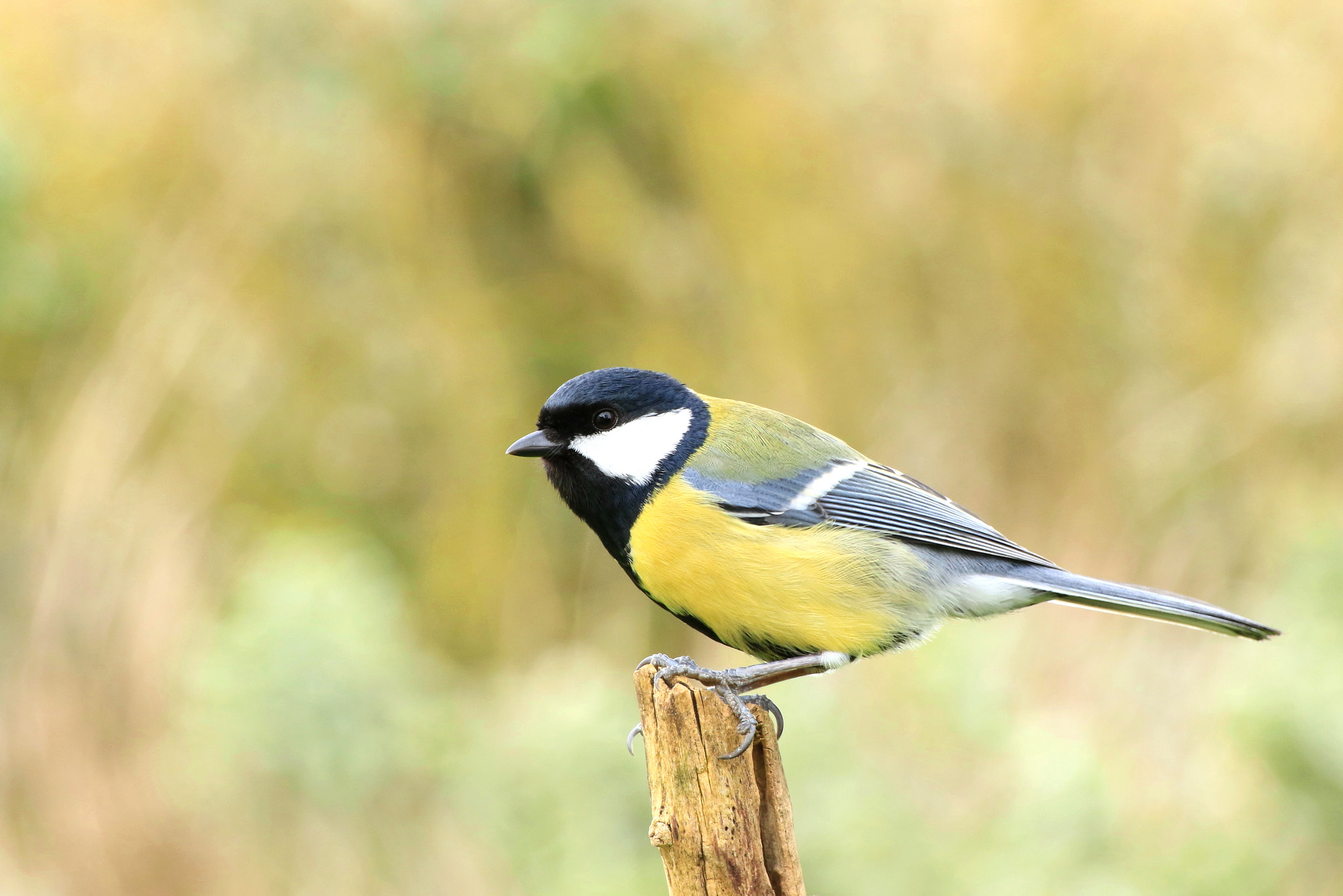 Canon EOS 7D Mark II sample photo. Great tit photography