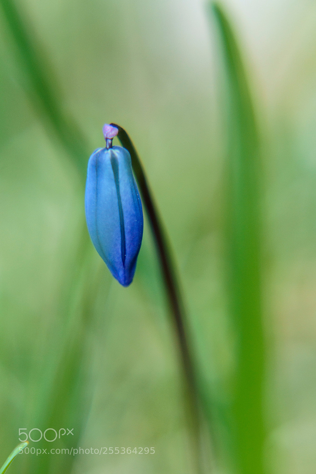 Sony a6000 sample photo. 20180426dsc08554_1.jpg photography