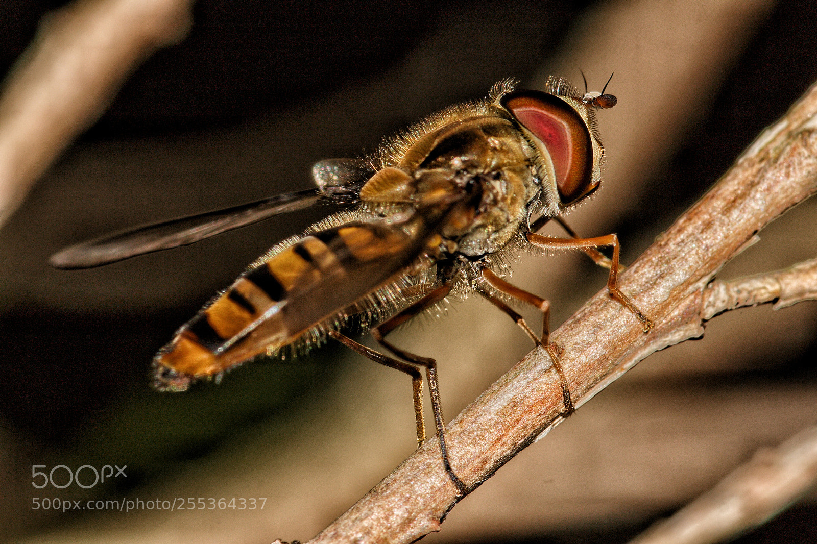 Canon EOS 70D sample photo. Macro photography