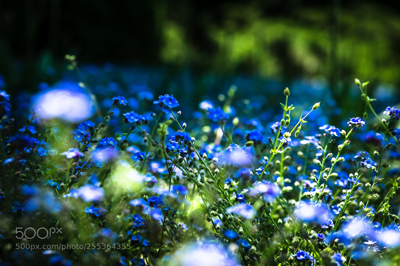 Fujifilm X-T10 sample photo. Flowers photography
