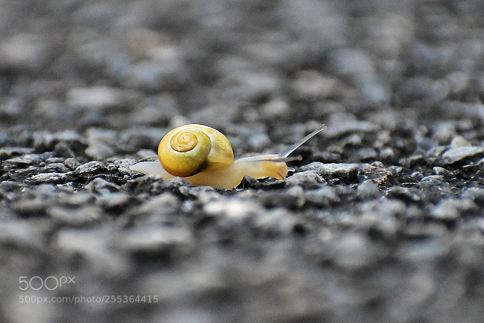 Nikon D5600 sample photo. Croassing the road photography