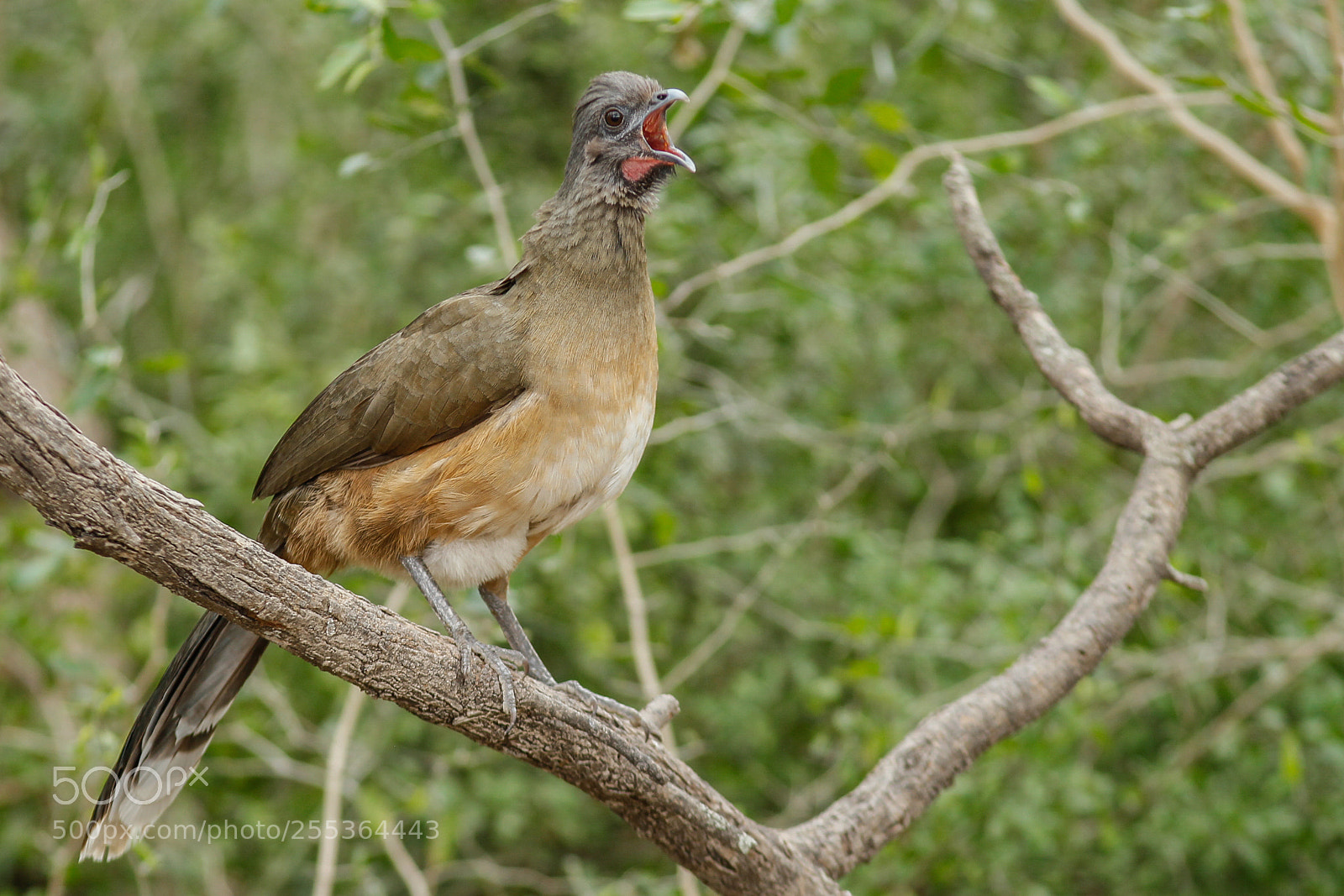 Canon EOS-1D Mark IV sample photo. Plain chachalaca photography