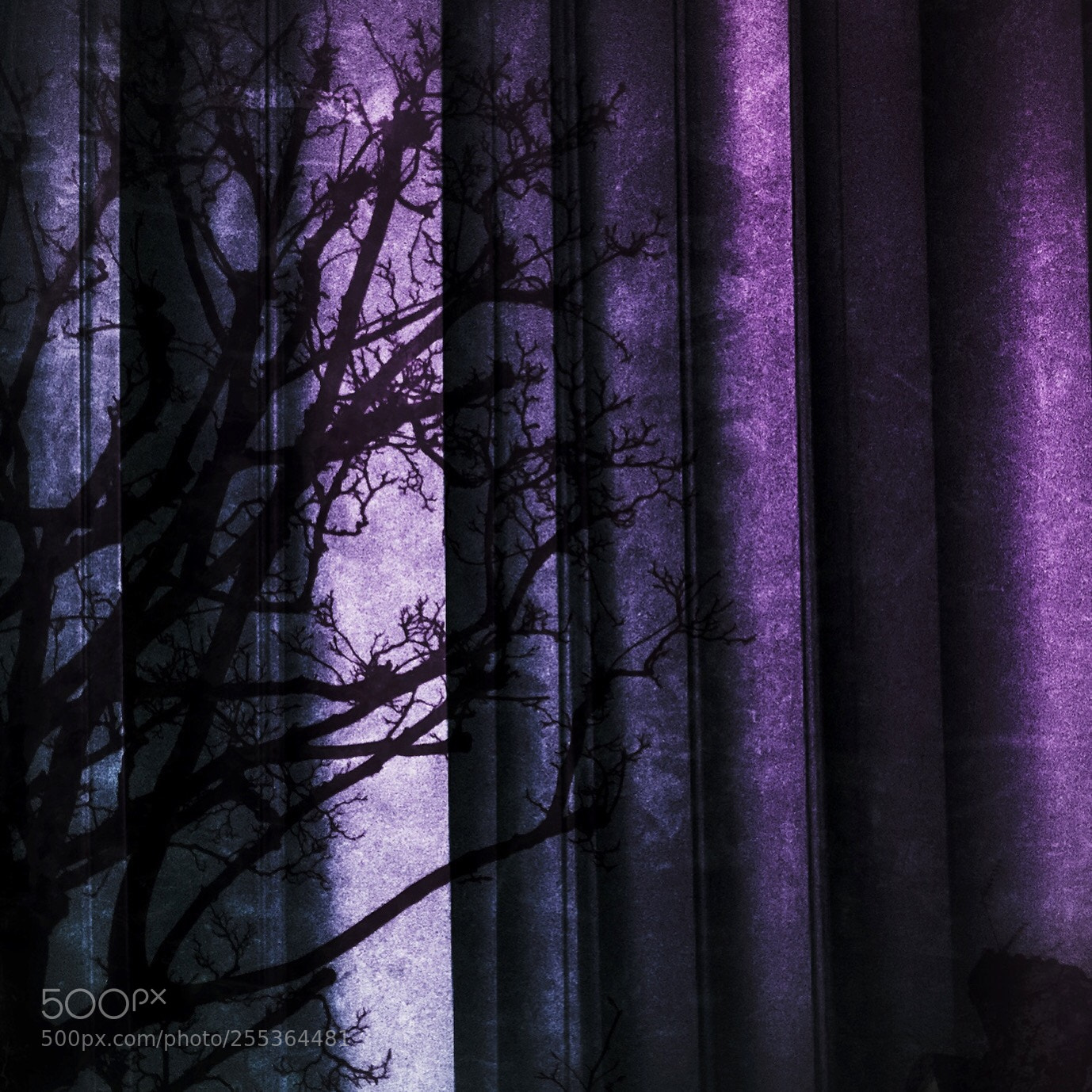 Apple iPhone 6 sample photo. Purple curtain  photography