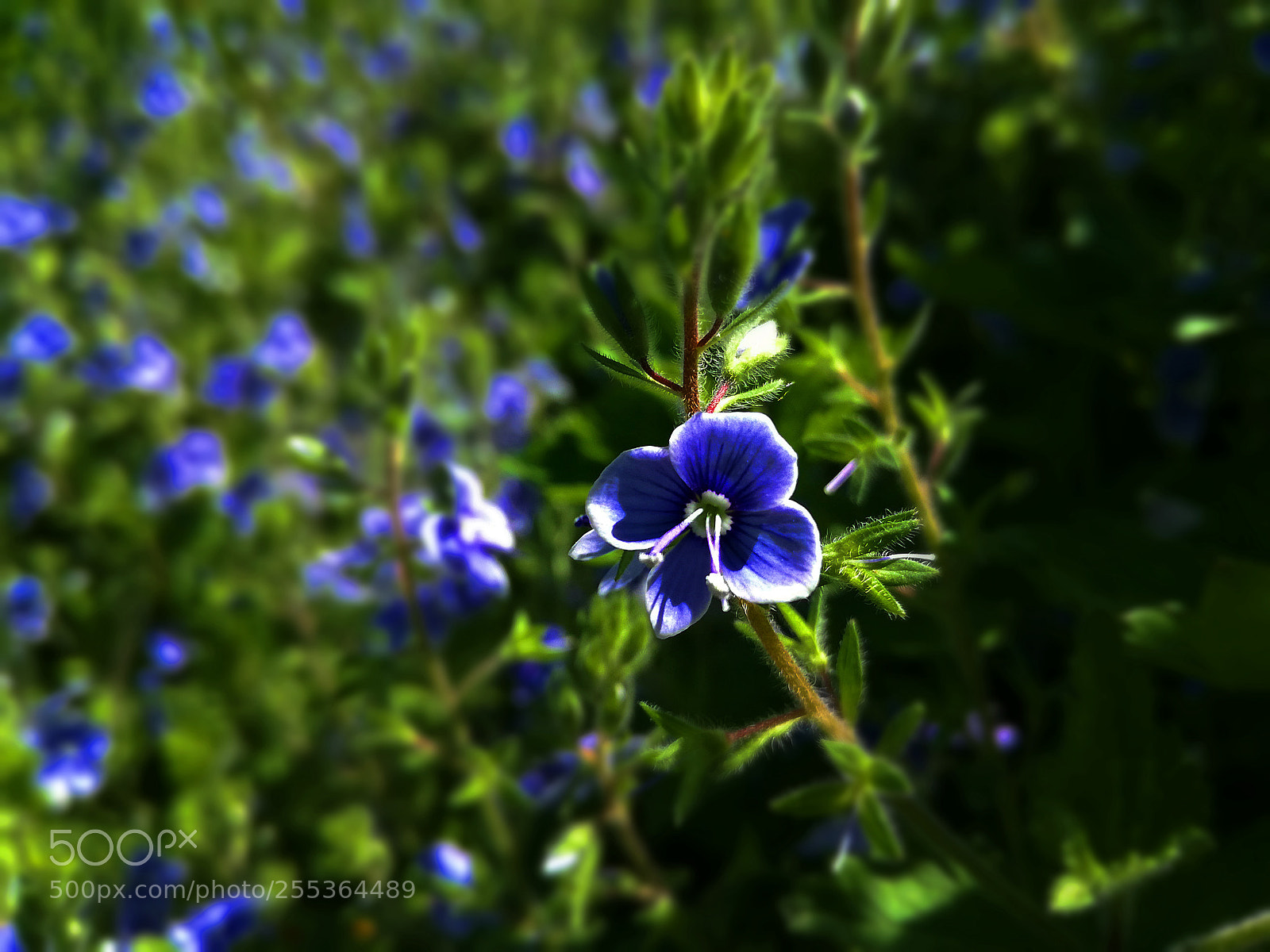 HUAWEI P9 LITE sample photo. Blue photography