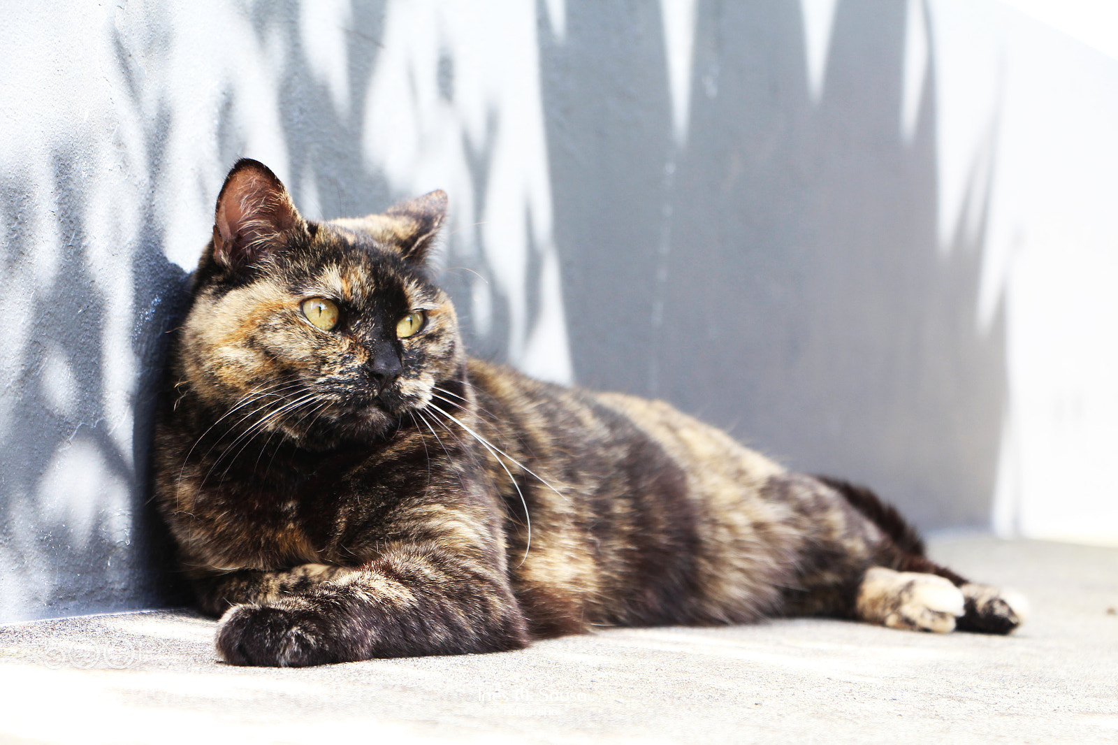 Canon EOS 700D (EOS Rebel T5i / EOS Kiss X7i) sample photo. Majestic. photography