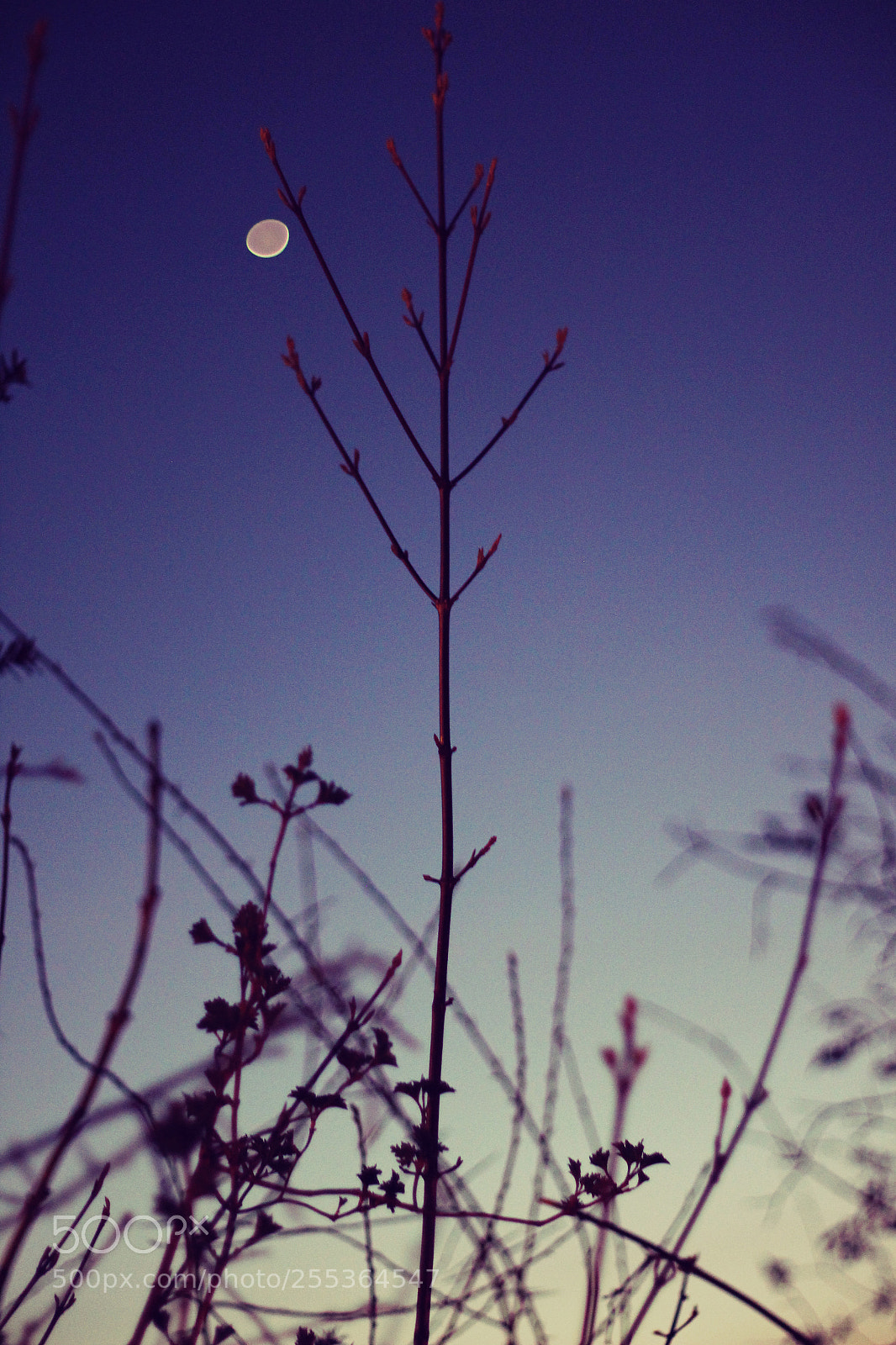 Canon EOS 60D sample photo. Capture the moon of photography