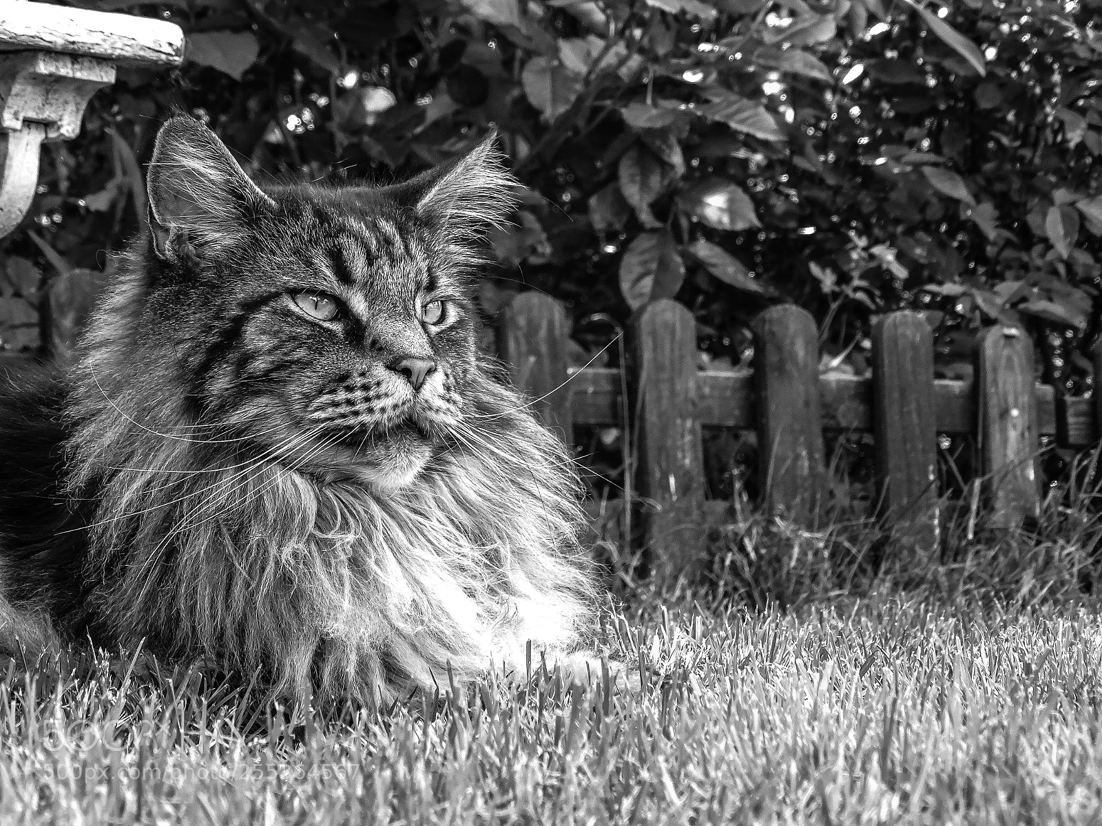 Sony Cyber-shot DSC-HX400V sample photo. Coon photography