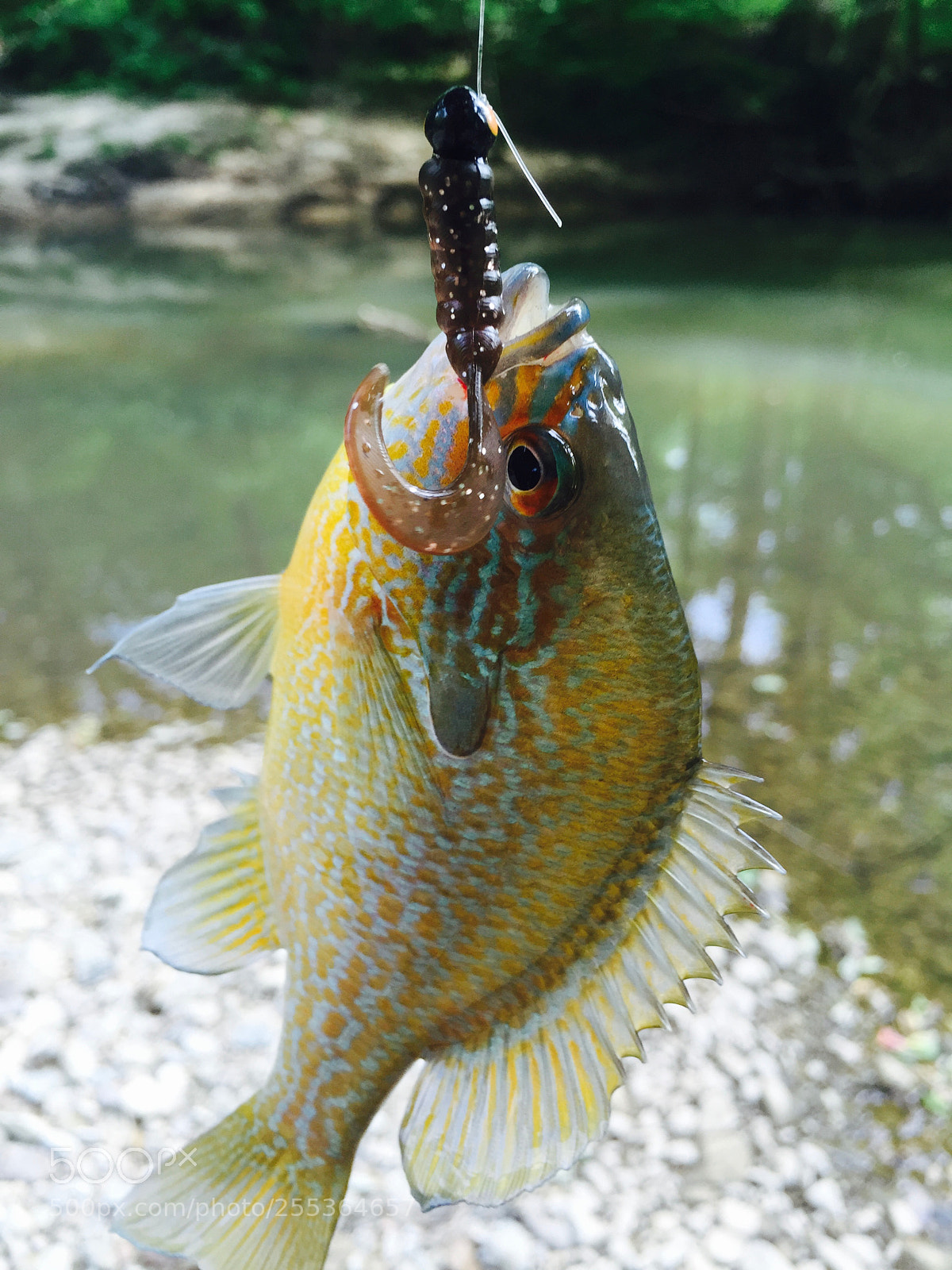 Apple iPhone 6 sample photo. Img photography