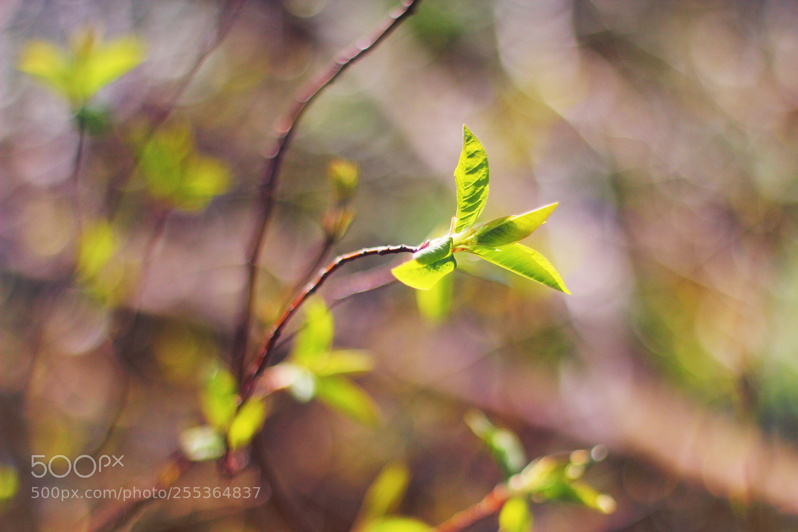 Canon EOS 60D sample photo. Enjoy the moment of photography